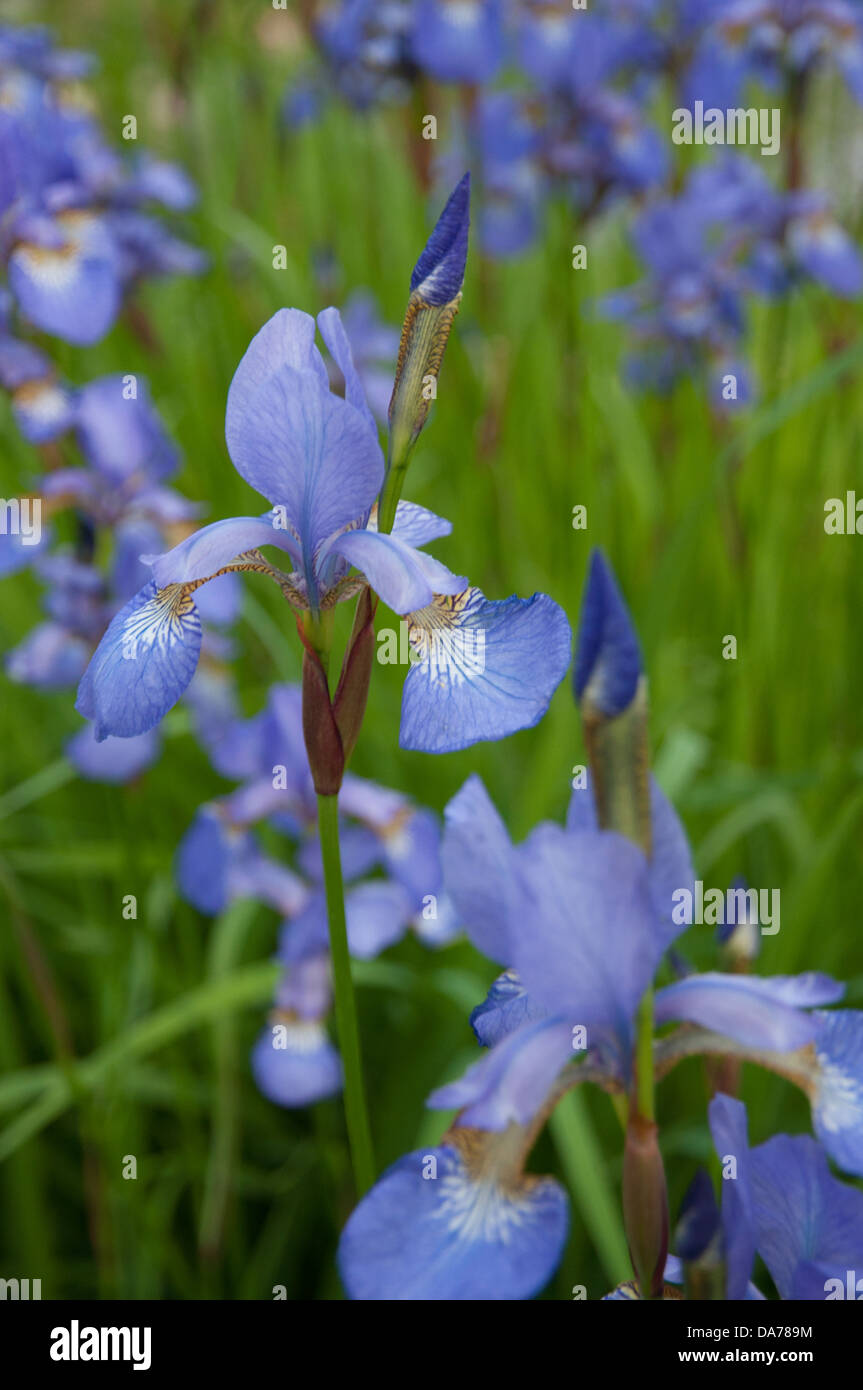 Blaue Iris Stockfoto