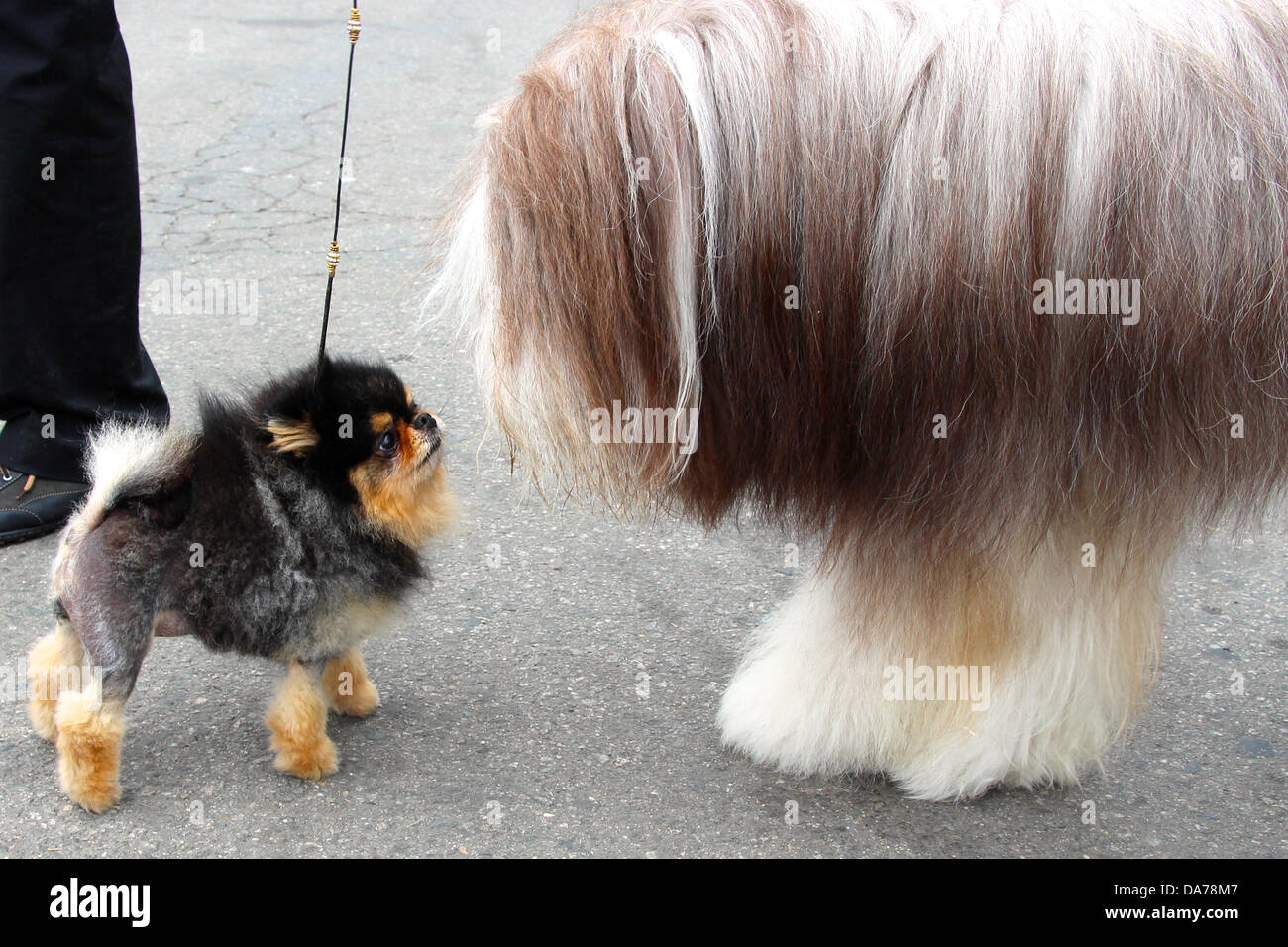 Yoko, eine kleine Pomeranian ist vier Jahre alt trifft eine große Bearded Collie Reise. Stockfoto