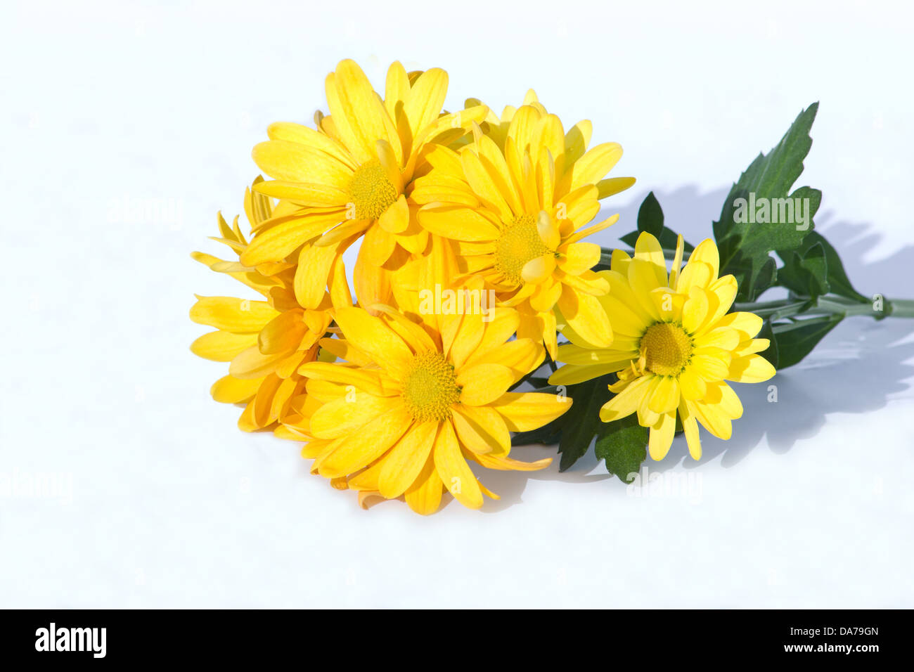 Chrysantheme auf weißem Hintergrund Stockfoto