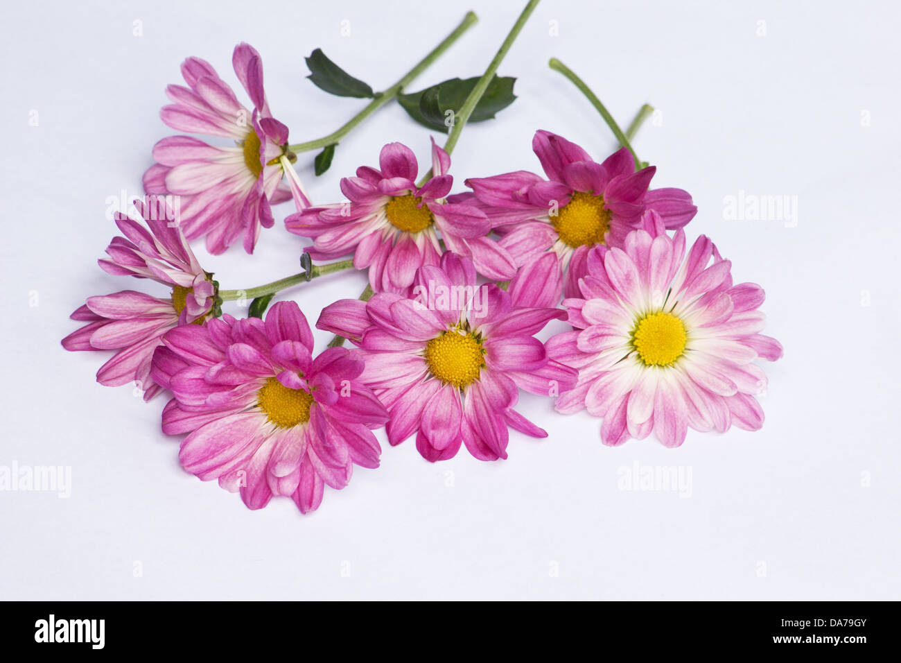 Chrysantheme auf weißem Hintergrund Stockfoto