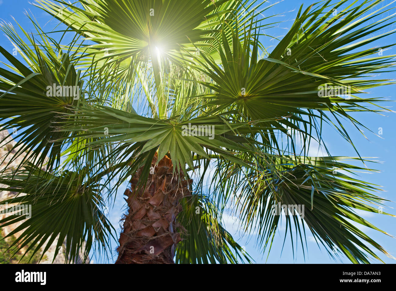 Palm-Baum und Sonne Strahlen gegen blauen Himmel Stockfoto