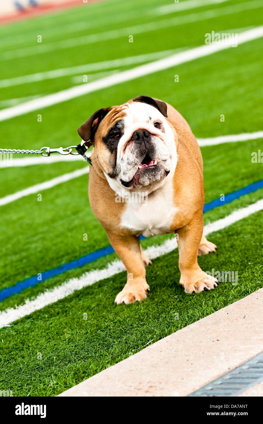 Süße Bulldogge auf einem Rasen-Fußballplatz Stockfoto