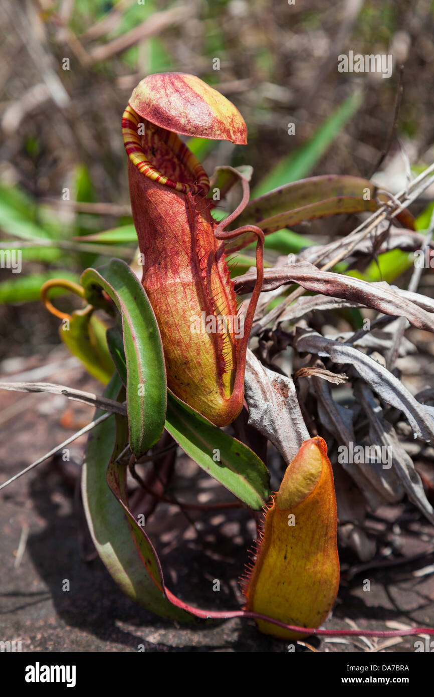 Kannenpflanze Nepenthes Bokorensis auf Bokor Mountain - Kampot Provinz, Kambodscha Stockfoto