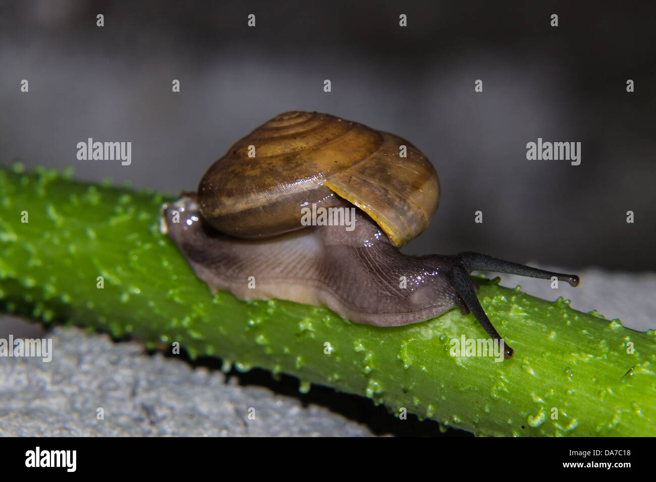 Schnecke auf grünem Stiel Stockfoto