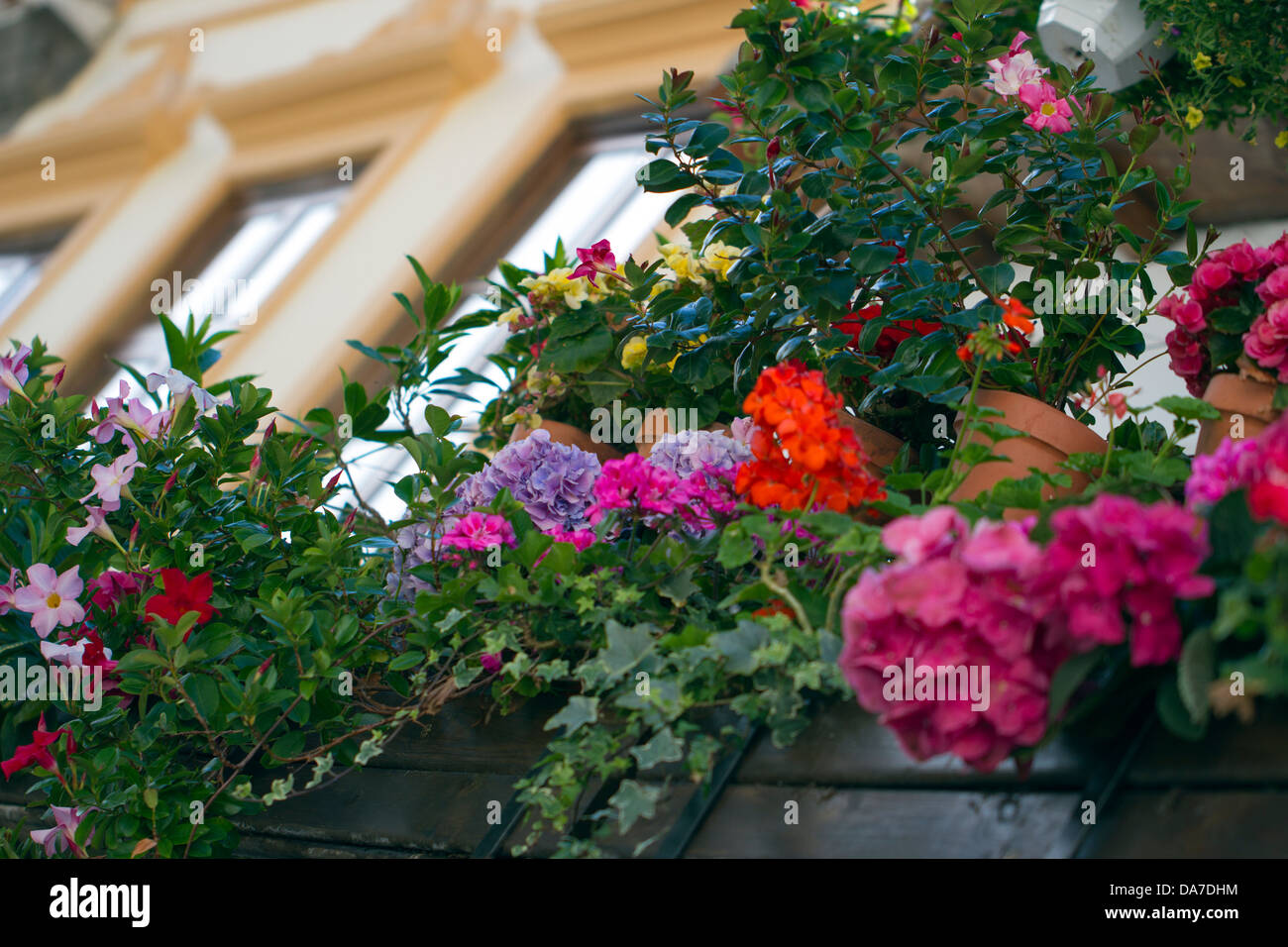 Blumen auf dem Balkon Stockfoto