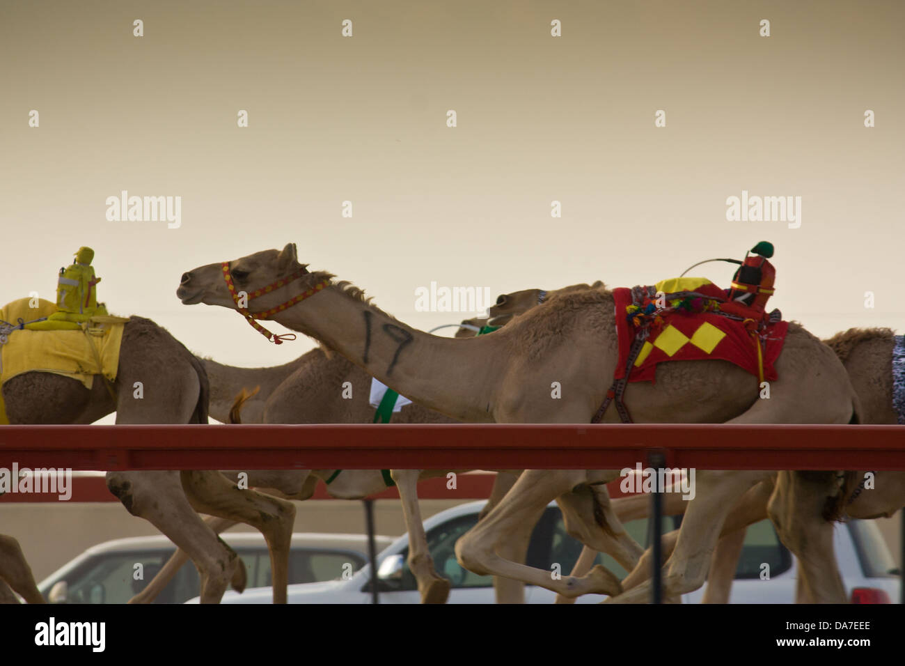 Kamelrennen im Nahen Osten Stockfoto