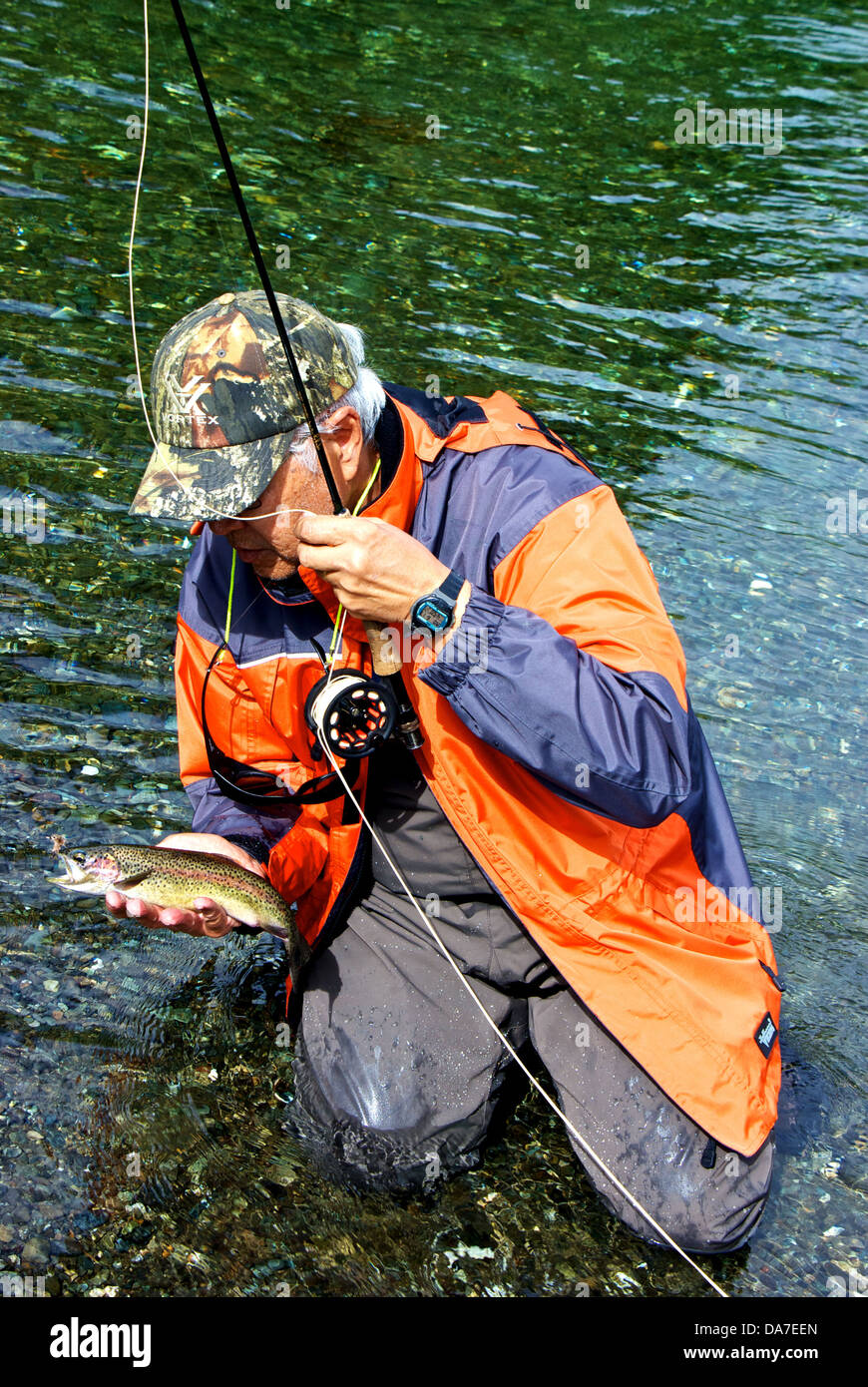 Asiatischer Mann Betrieb wild fliegen gefangen Regenbogenforellen vor Veröffentlichung Elk River Vancouver Island, BC Stockfoto
