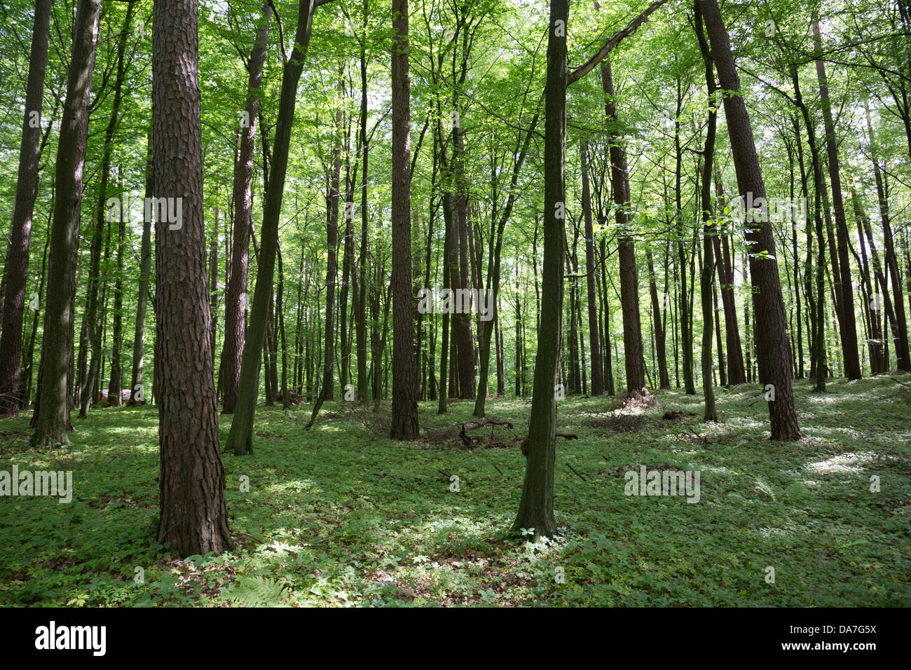 Frühlingswald in Polen Stockfoto