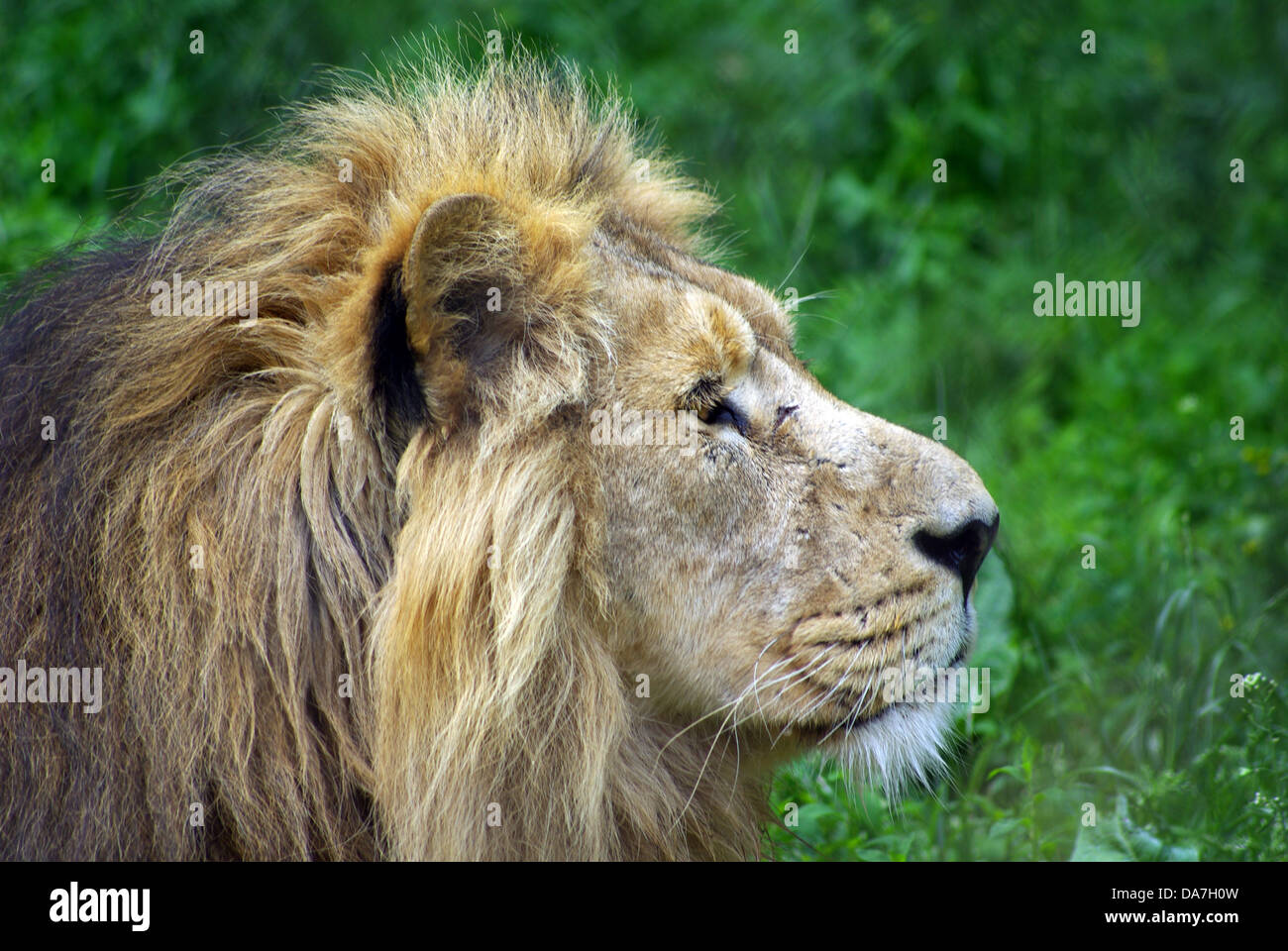 Asiatischen Löwen Chester Zoo Stockfoto