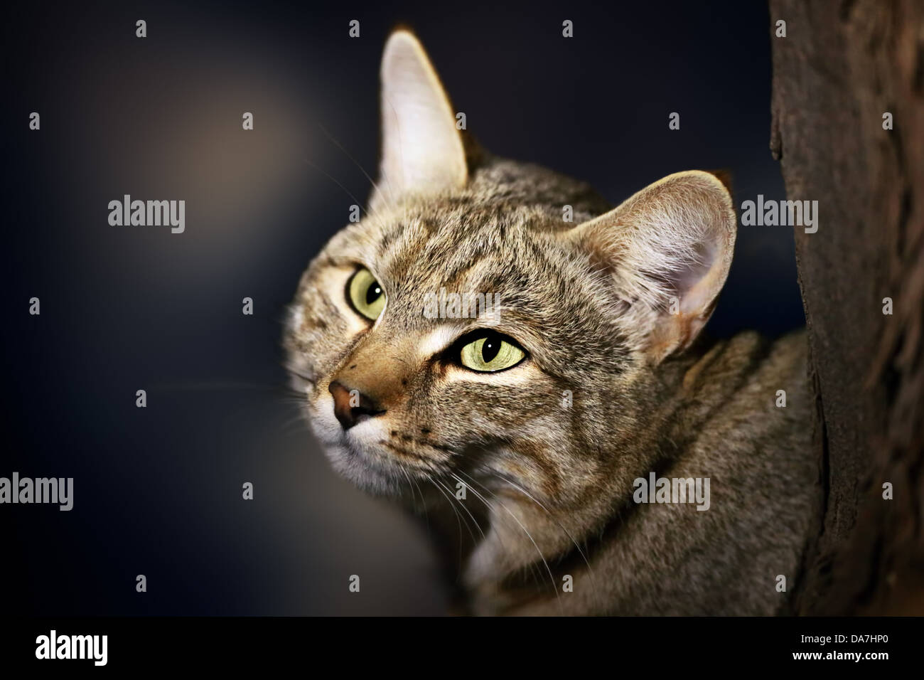 Afrikanische Wildkatze - Felis Silvestris Lybica - Kalahari-Wüste - Südafrika Stockfoto