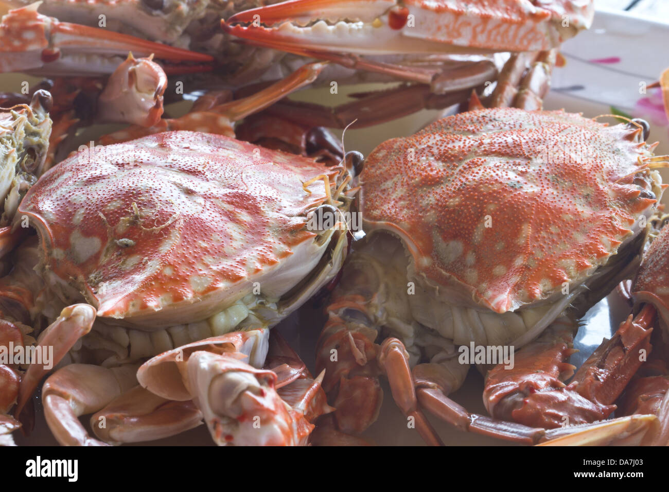 Große rote frische Krabben essen gedämpft Stockfoto