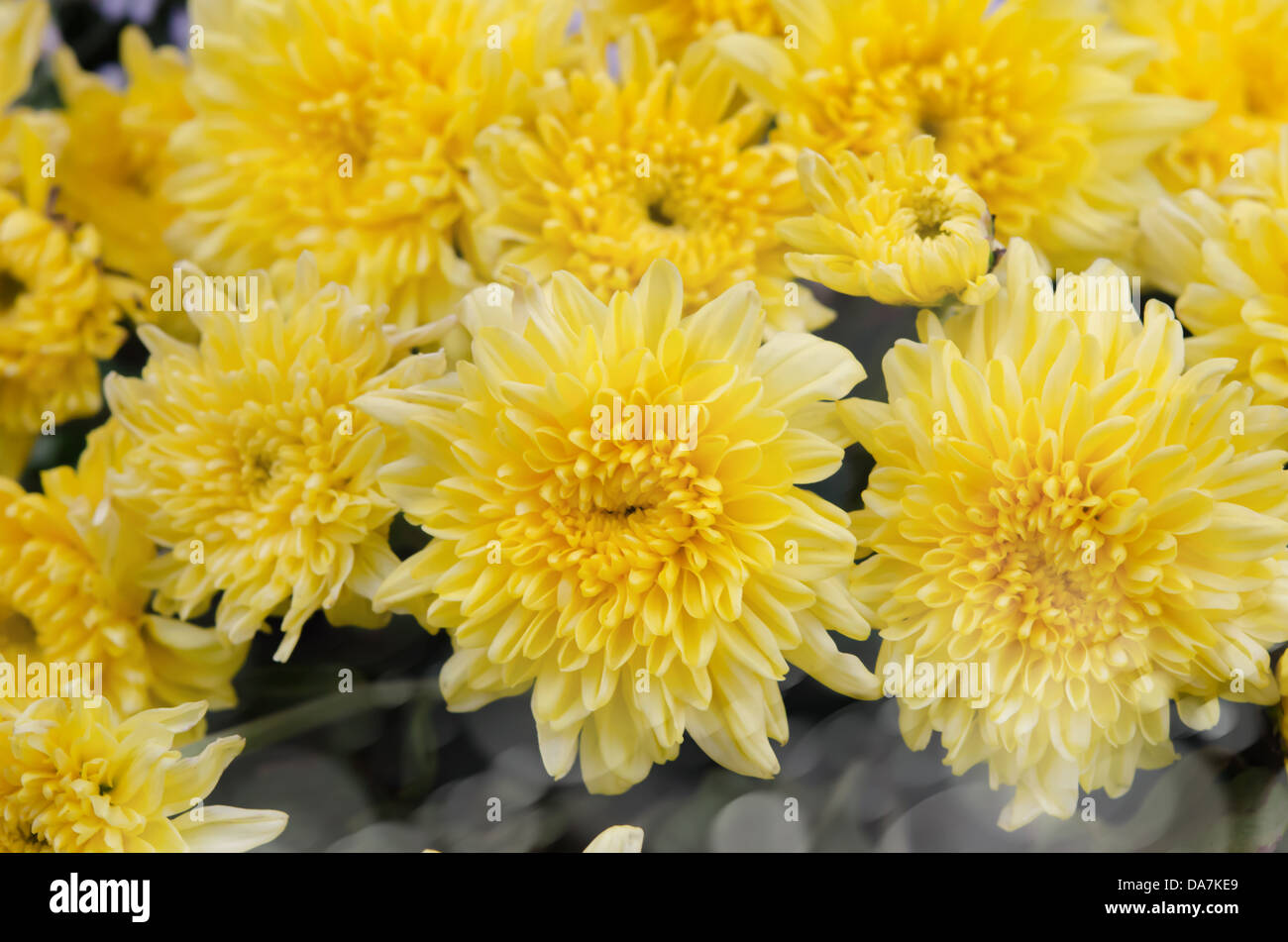 frische gelbe blumeblumenstrauß, volle Hintergrund Stockfoto