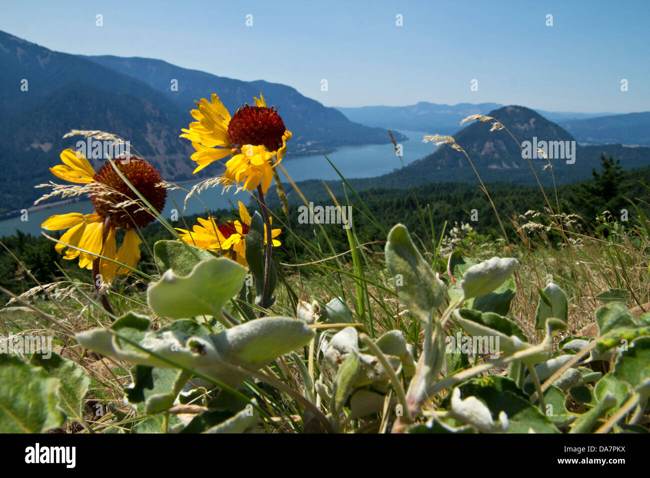 Empfindliche Blumen im Wind auf einer Bergspitze, mit Blick auf einen Fluss Stockfoto