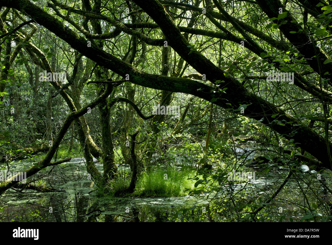 Neben der natur Fotos und Bildmaterial in hoher Auflösung Alamy