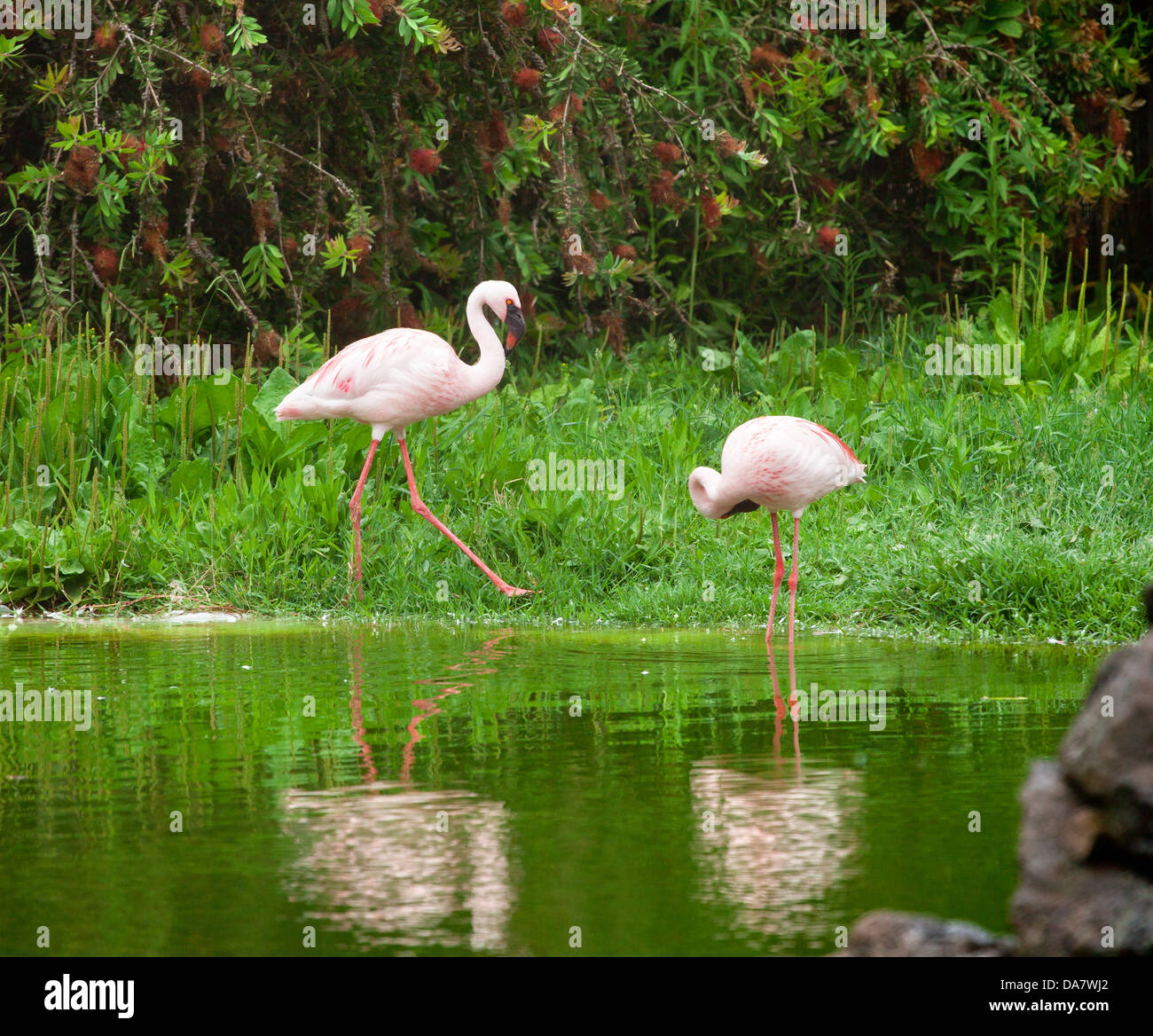 Schöne rosa Flamingos in der Natur Stockfoto