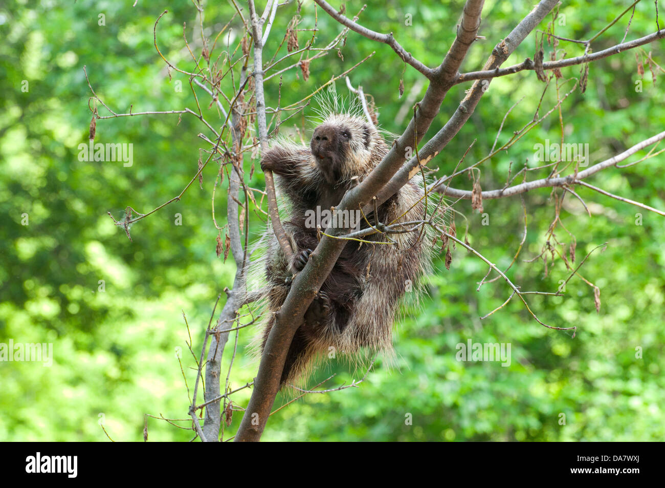 Ein gemeinsames Stachelschwein Stockfoto