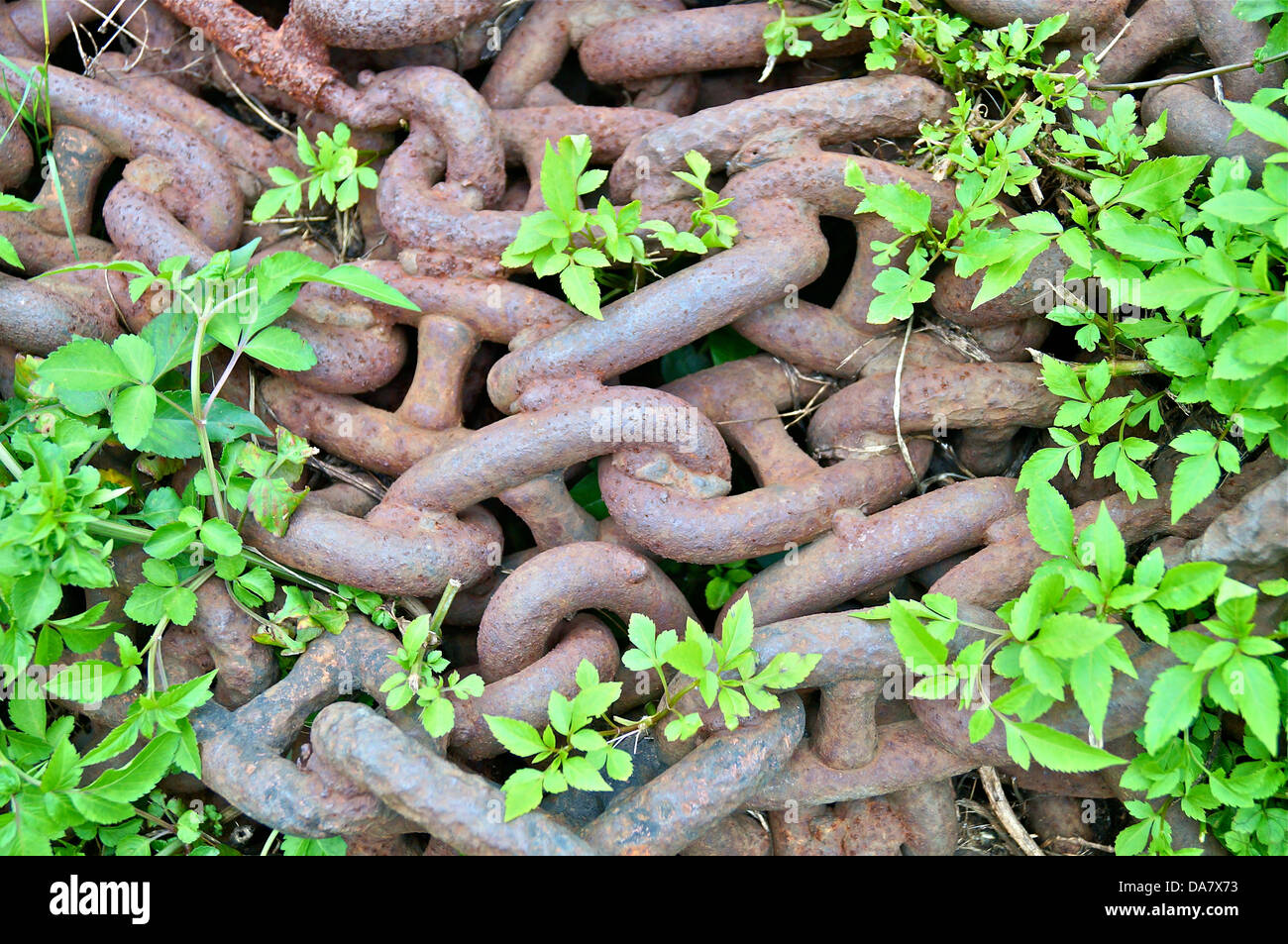 Unkraut in Ketten wiedergeboren Stockfoto