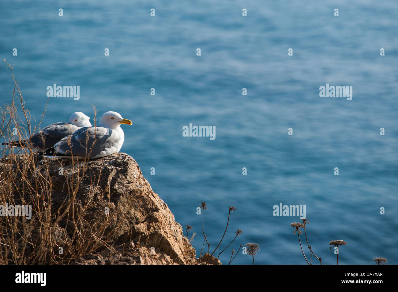 Zwei Möwen verschachtelt zusammen auf einem zerklüfteten Felsen mit Blick auf das azurblaue Meer. Costa Brava, Katalonien. Stockfoto