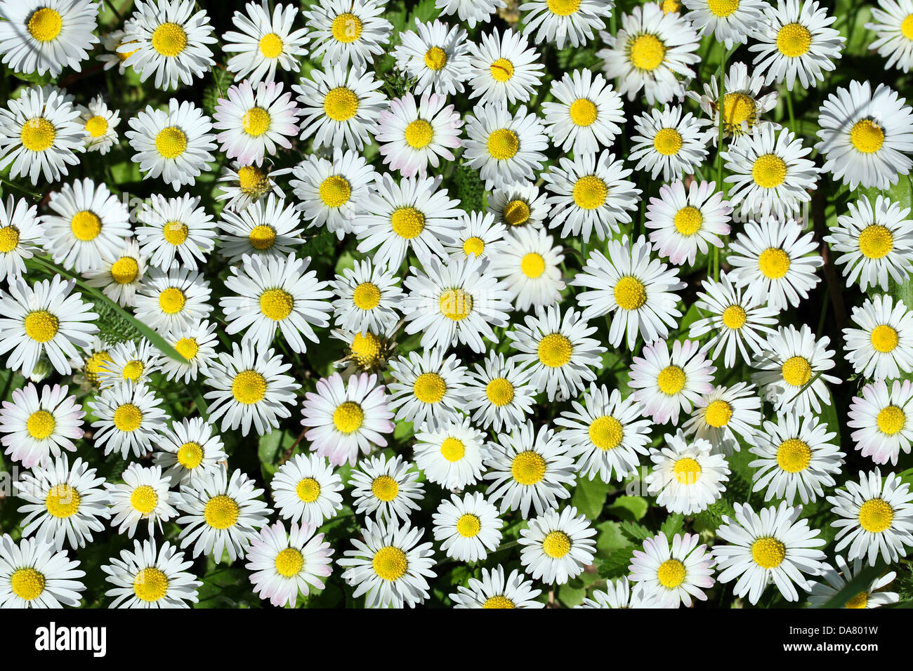 Hintergrund von White Daisy Blume, Closeup, erschossen. Stockfoto