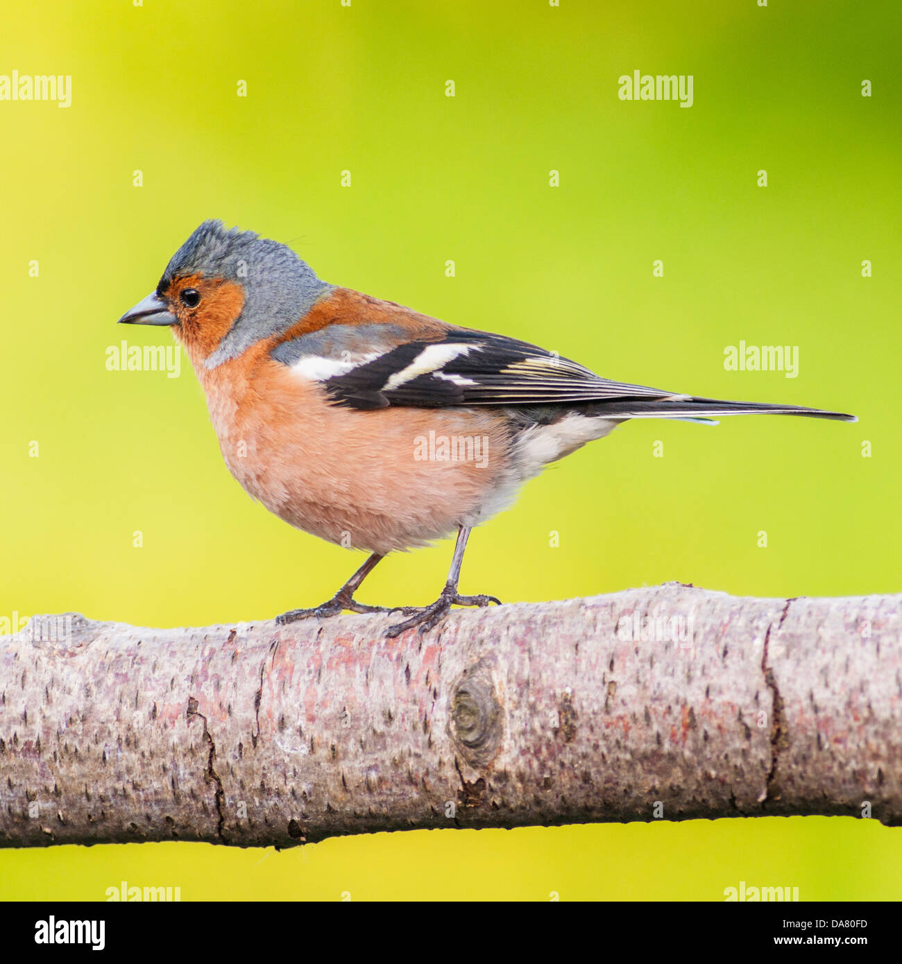 Einen männlichen Buchfinken (Fringilla Coelebs) im Vereinigten Königreich Stockfoto