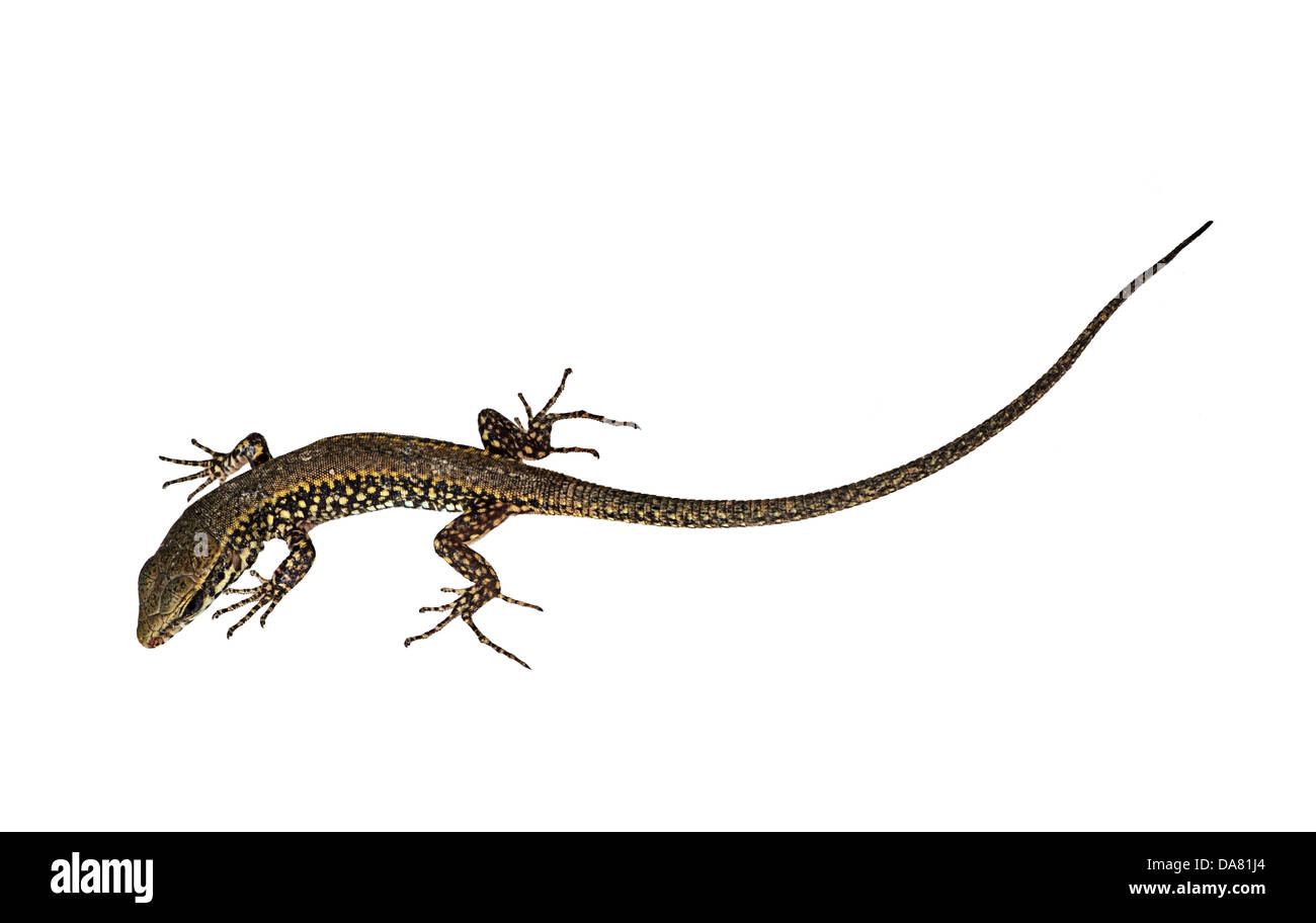 Mauereidechse - Podarcis muralis Stockfoto