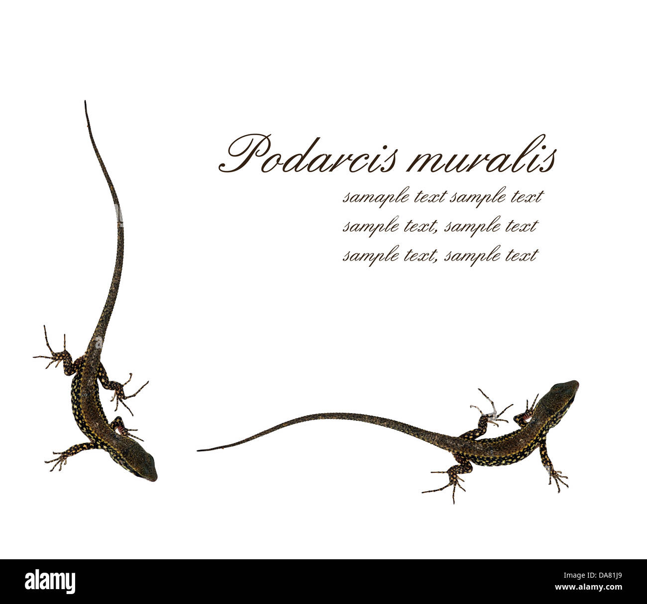 Podarcis Muralis - gemeinsame Wand-Eidechse-Hintergrund Stockfoto