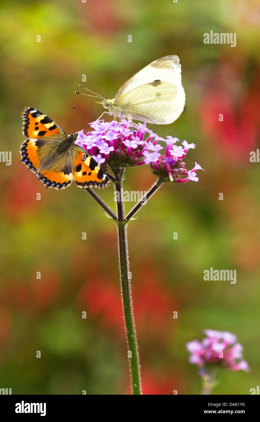 Eisenkraut Blumen mit großen weißen und kleine Schildpatt Schmetterlinge im Sommergarten Stockfoto