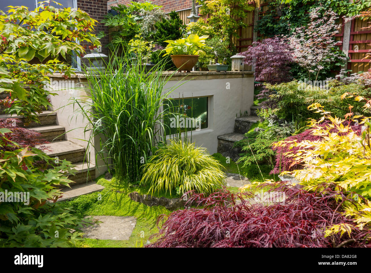 Garten im japanischen Stil Sammlung von Acer Bäume Koi-Karpfen-Pool Stockfoto