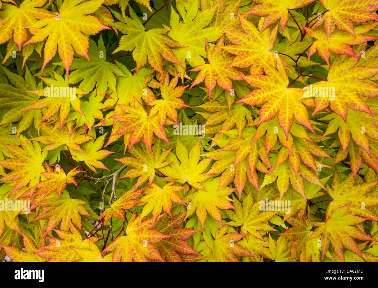 Acer farbige Baumblätter Stockfoto