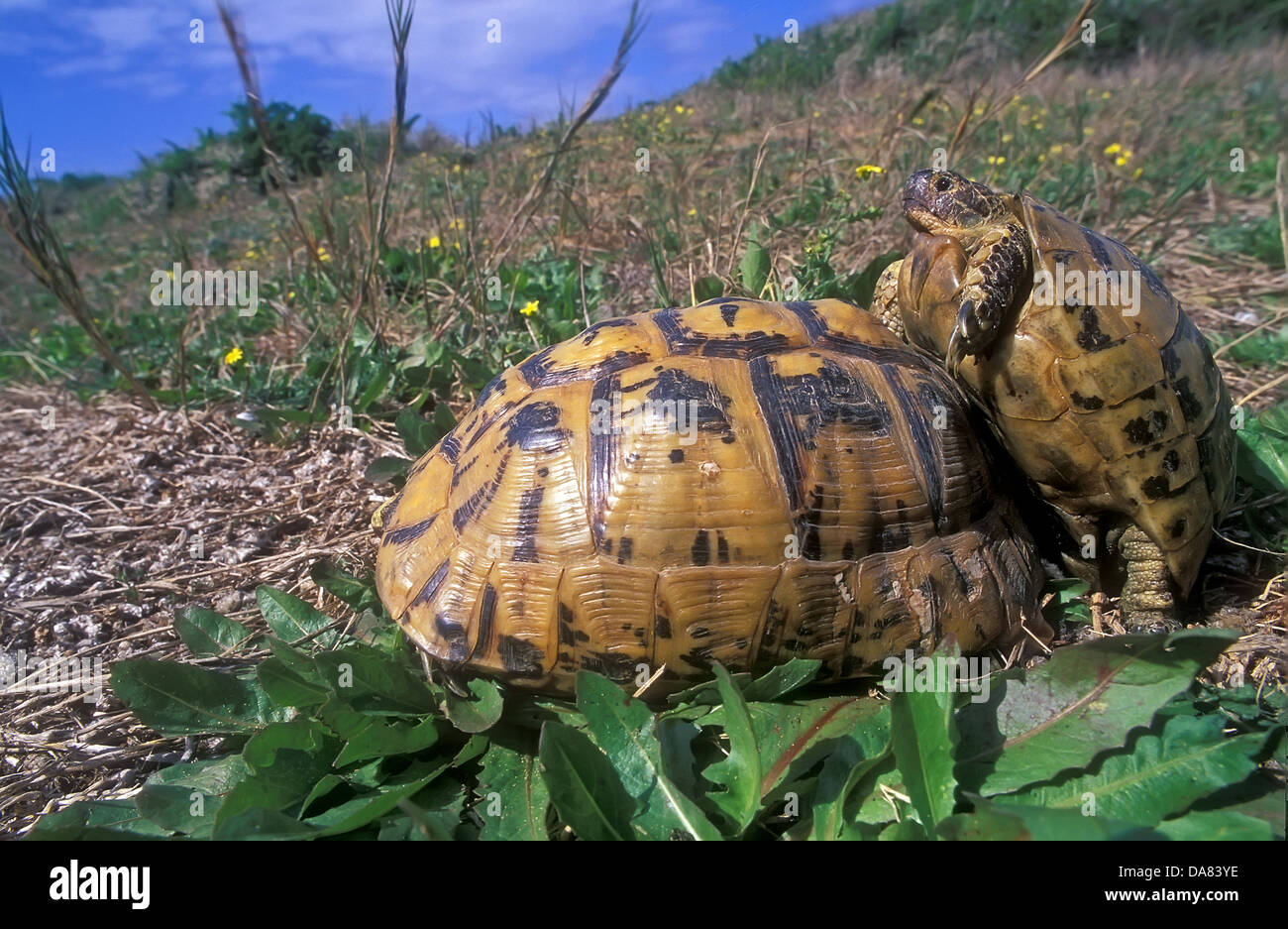Paarung goldene Griechische Schildkröte, Schildkröten, Testudo GraceEine terrestris Stockfoto