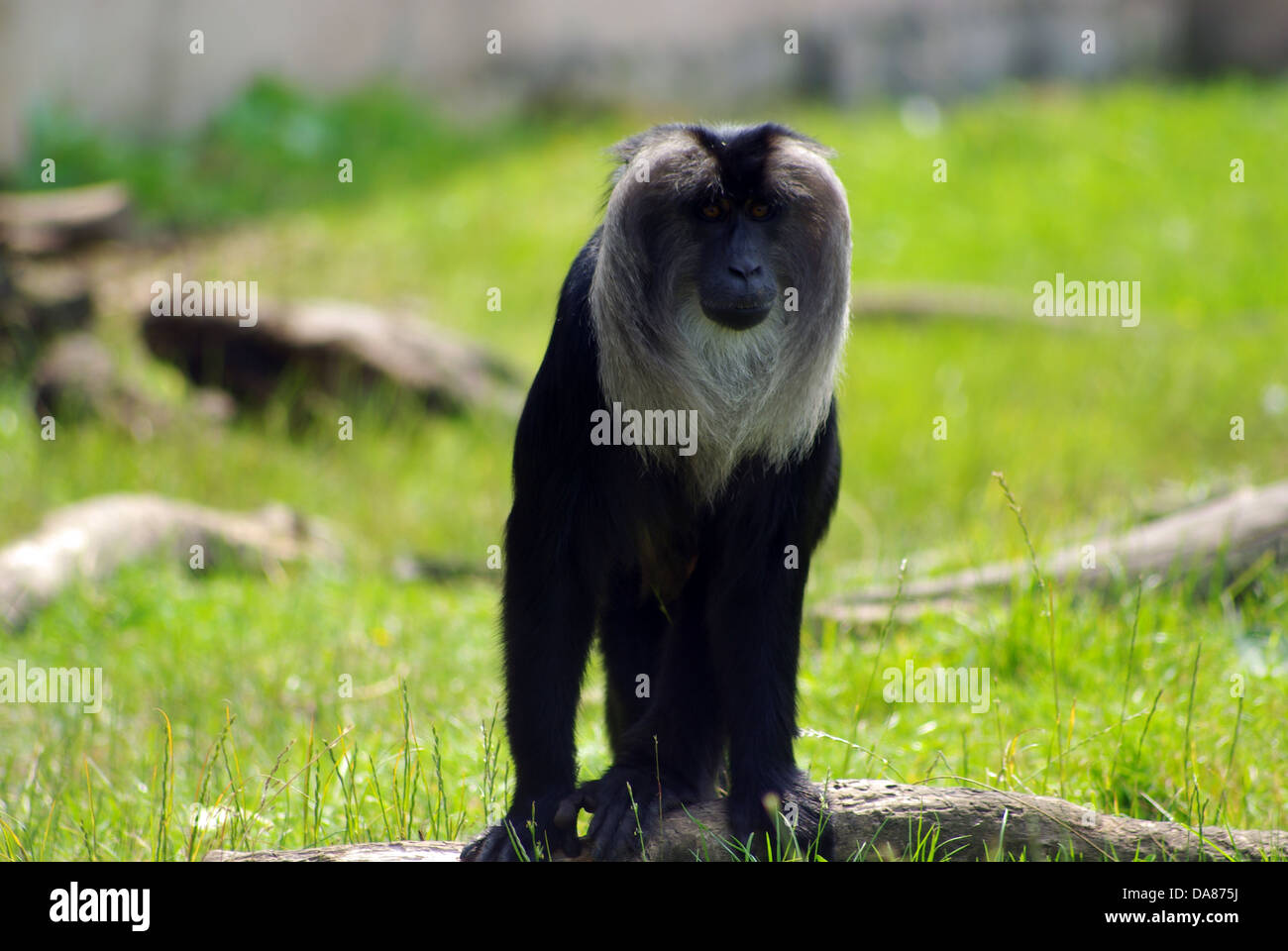 Brüllaffen Chester Zoo Stockfoto