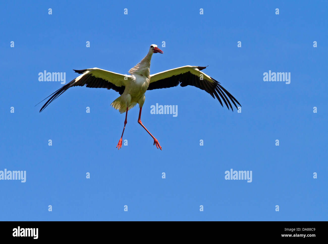 Weißstorch / Ciconia Ciconia Stockfoto