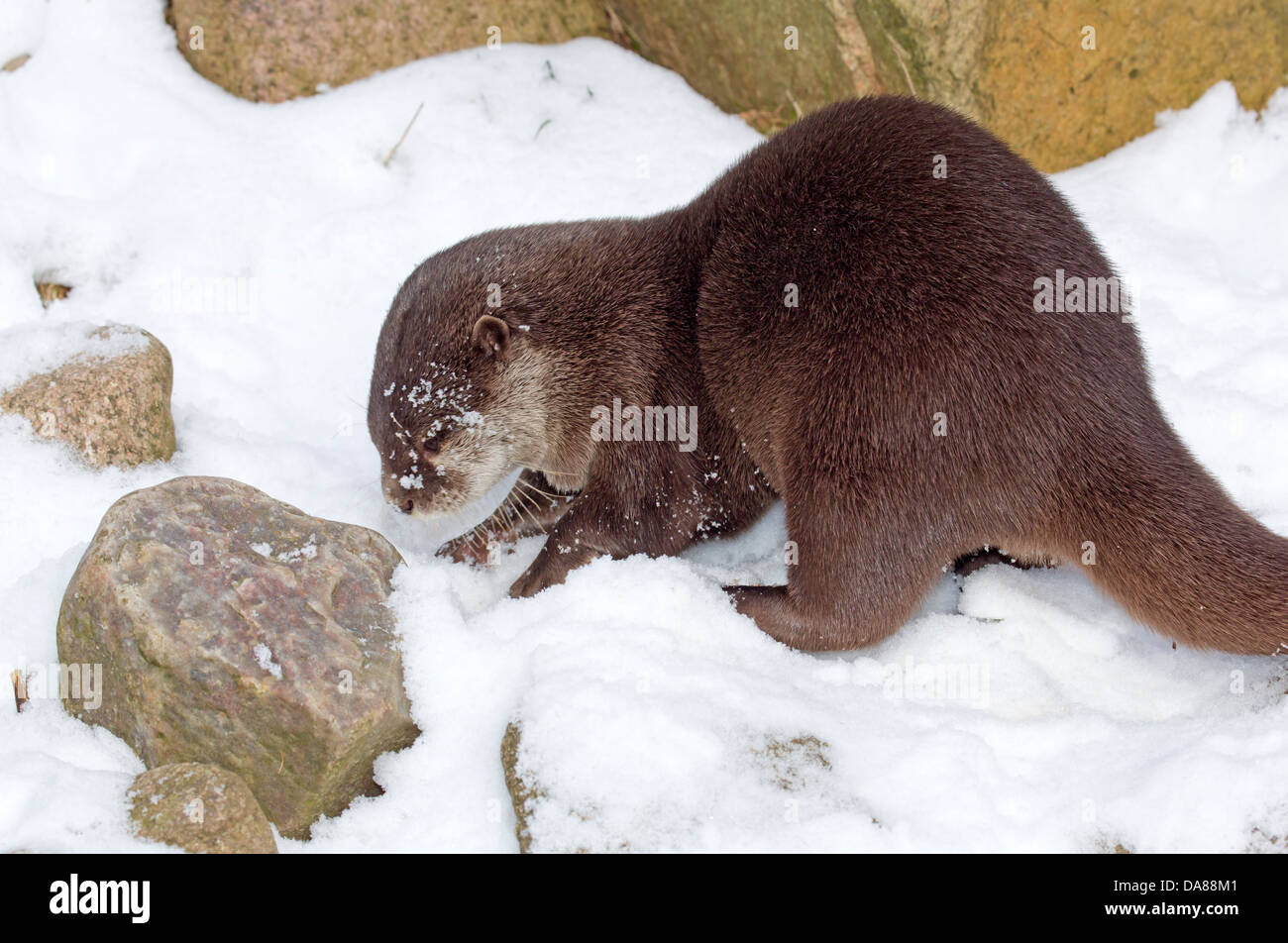 Orientalische kleine krallte Otter / Aonyx Cinerea Stockfoto