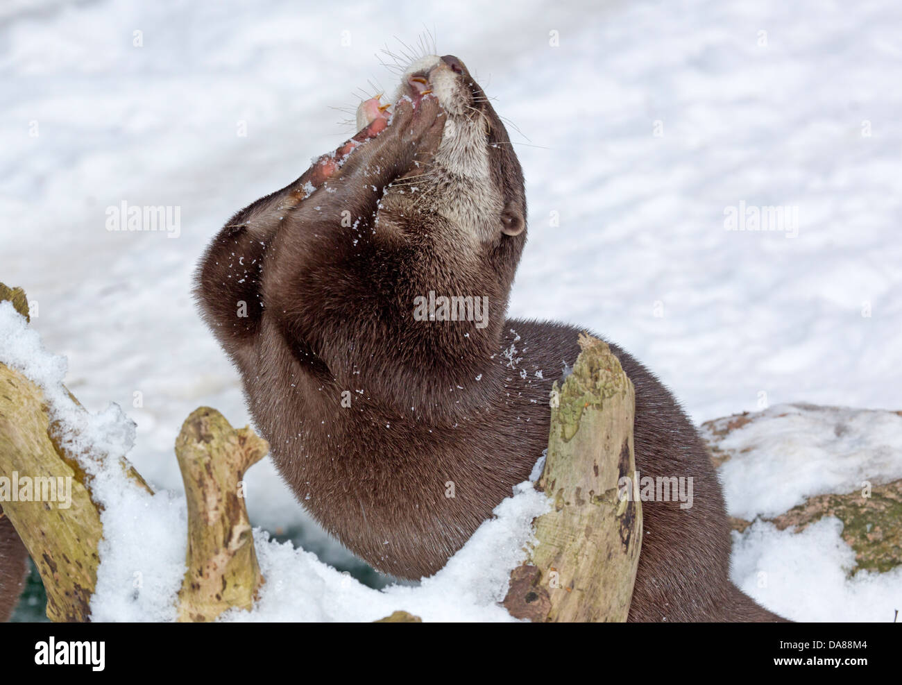 Orientalische kleine krallte Otter / Aonyx Cinerea Stockfoto