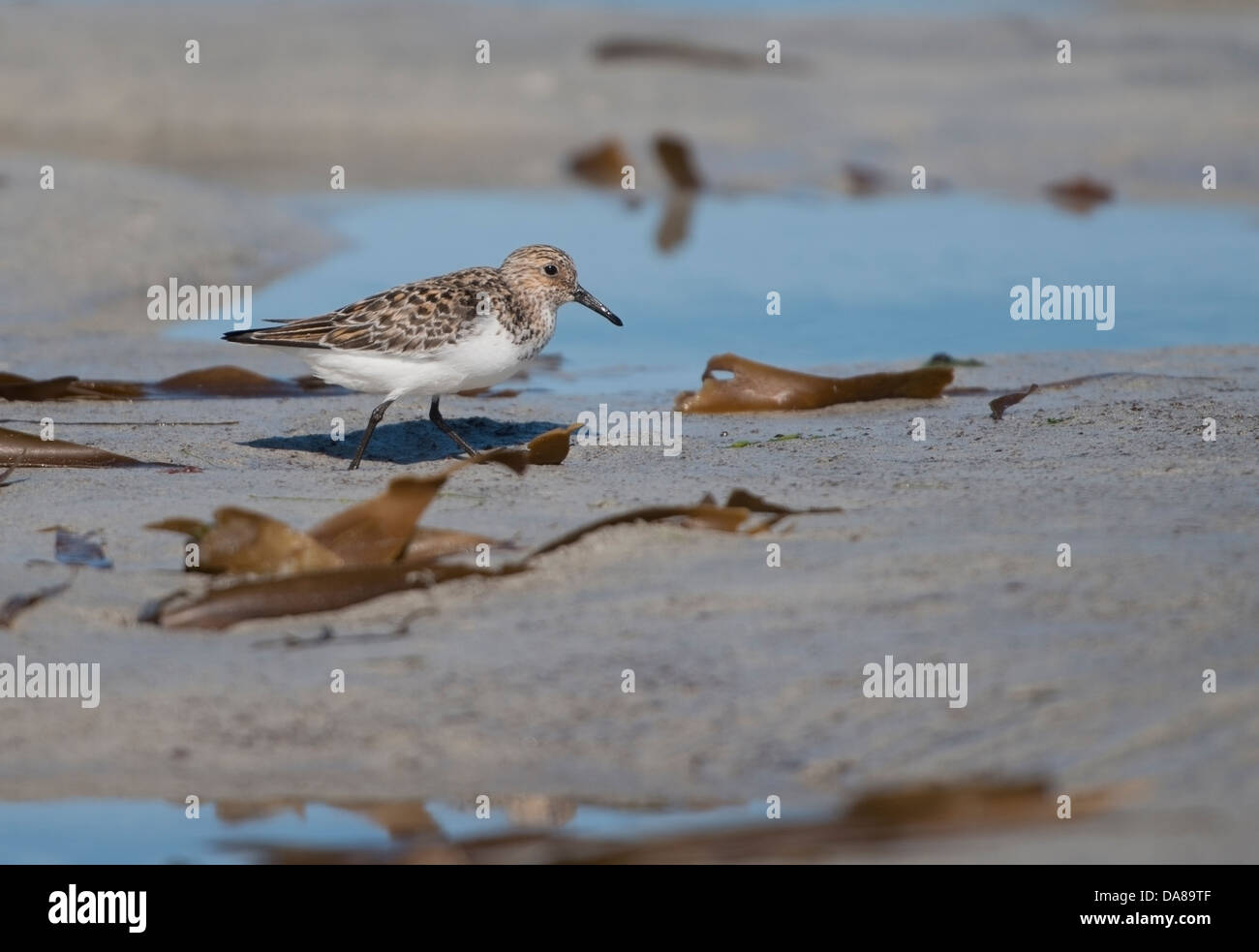 Sanderling (Calidris Alba) im Sommer Gefieder Stinky Bay äußeren Hebriden Stockfoto