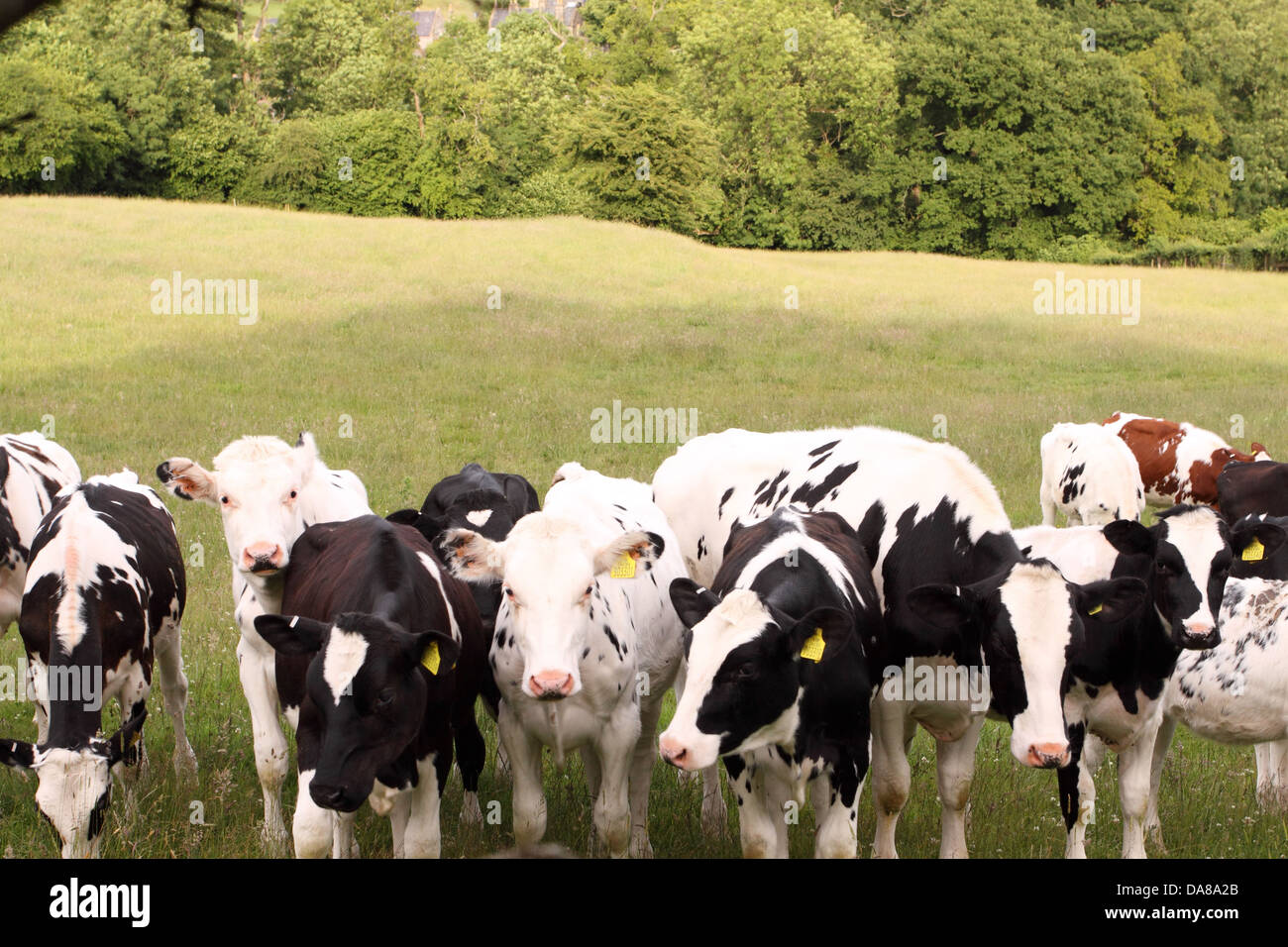 Jungrinder Ochsen im Feld Somerset UK Stockfoto