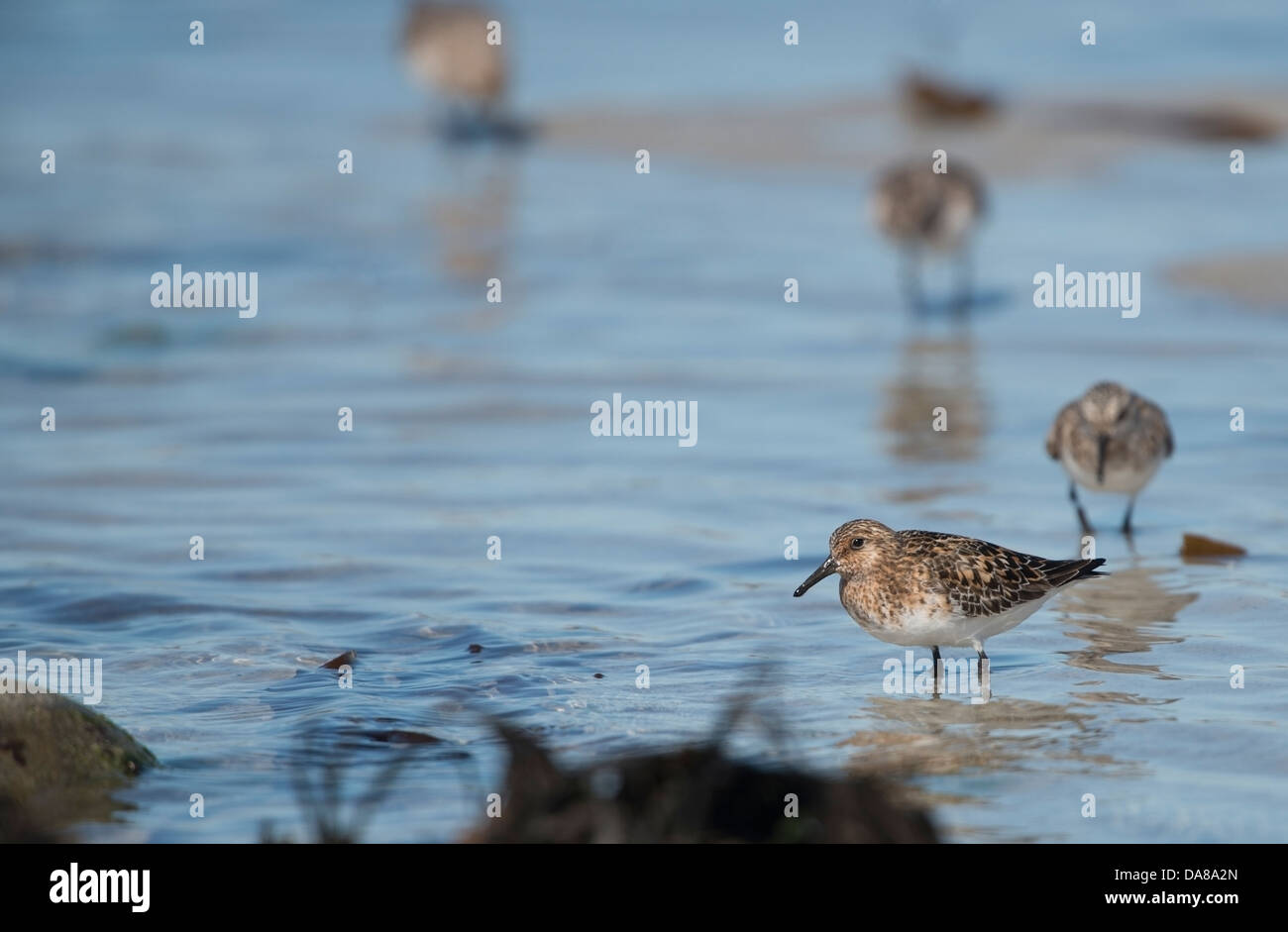 Calidris Alba,, Sanderling im Sommer Gefieder Stinky Bay äußeren Hebriden Stockfoto