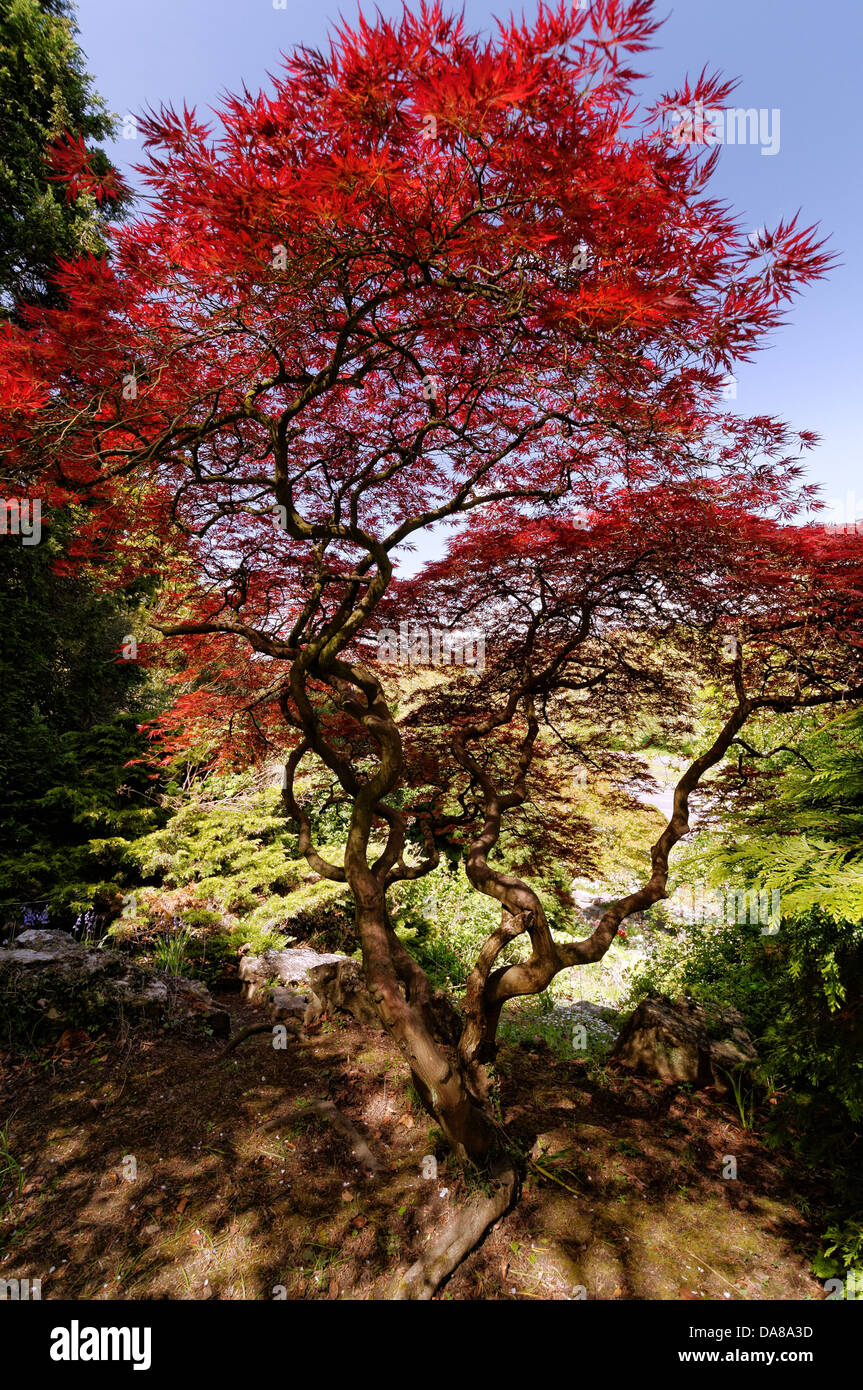 Acer Palmatum - Polymorphum japanischer Ahorn Baum, Steingarten, Steingarten, Preston Park, Brighton, England, Vereinigtes Königreich Stockfoto