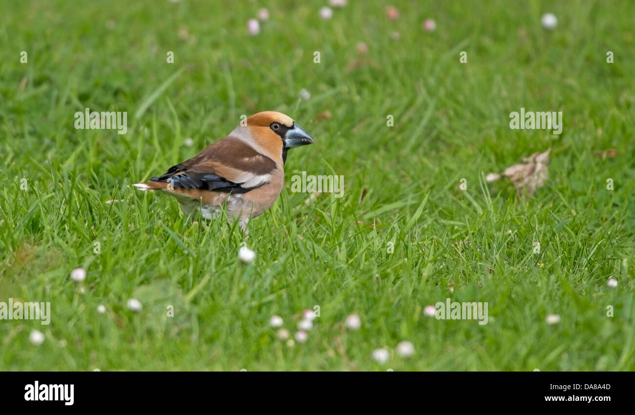 Kernbeißer Coccothraustes Coccothraustes, Fütterung auf Rasen, North Uist, äußeren Hebriden Stockfoto