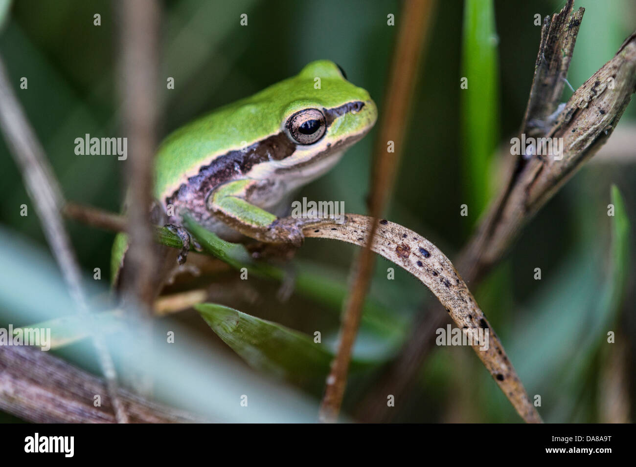 Laubfrosch Stockfoto