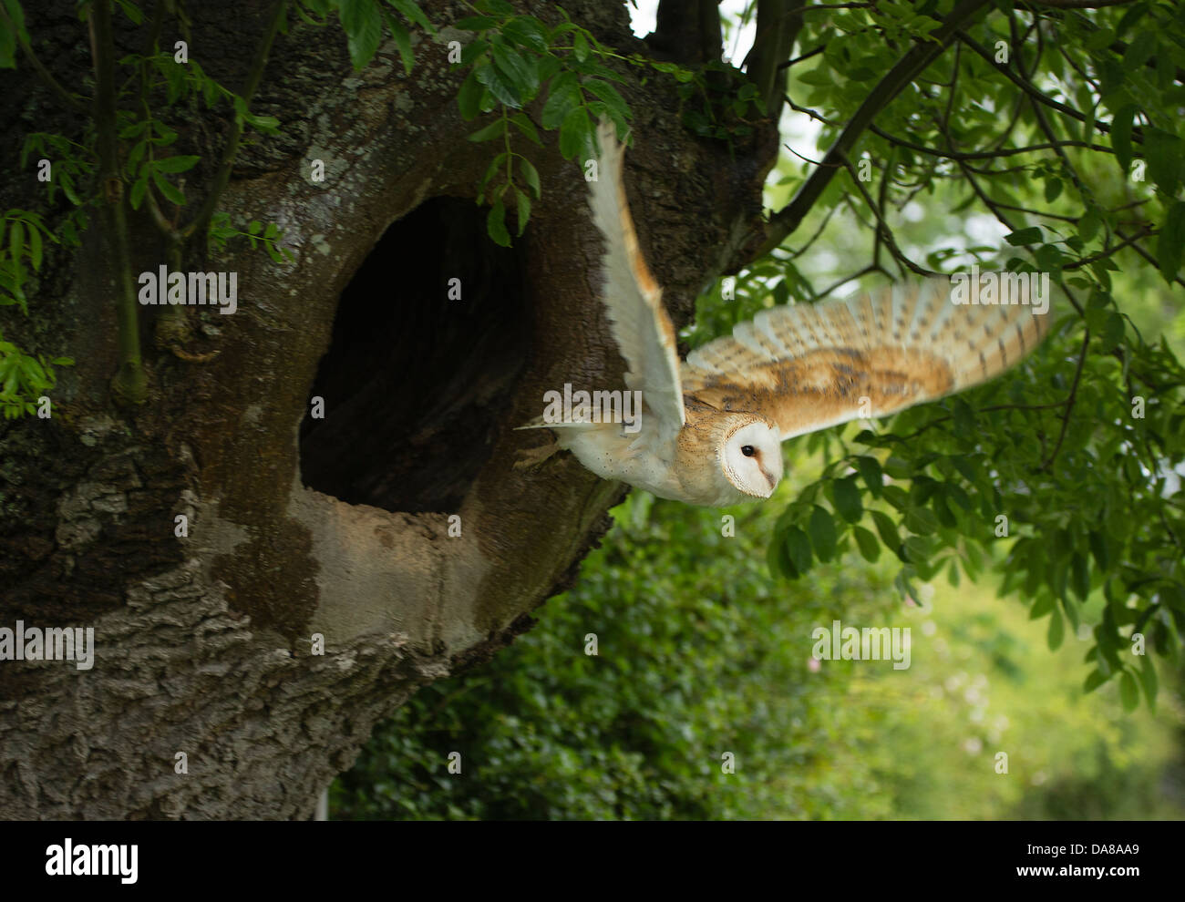 Schleiereule (Tylo Alba) fliegen vom Nest im Baumstamm Stockfoto