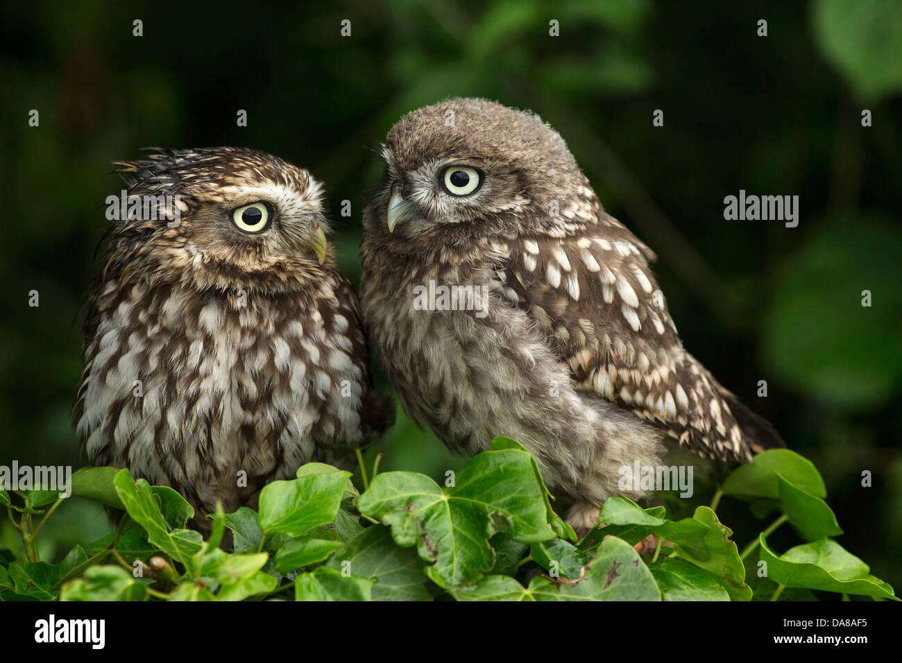 Paar kleine Eulen (Athene Noctua) auf eine Hecke Stockfoto