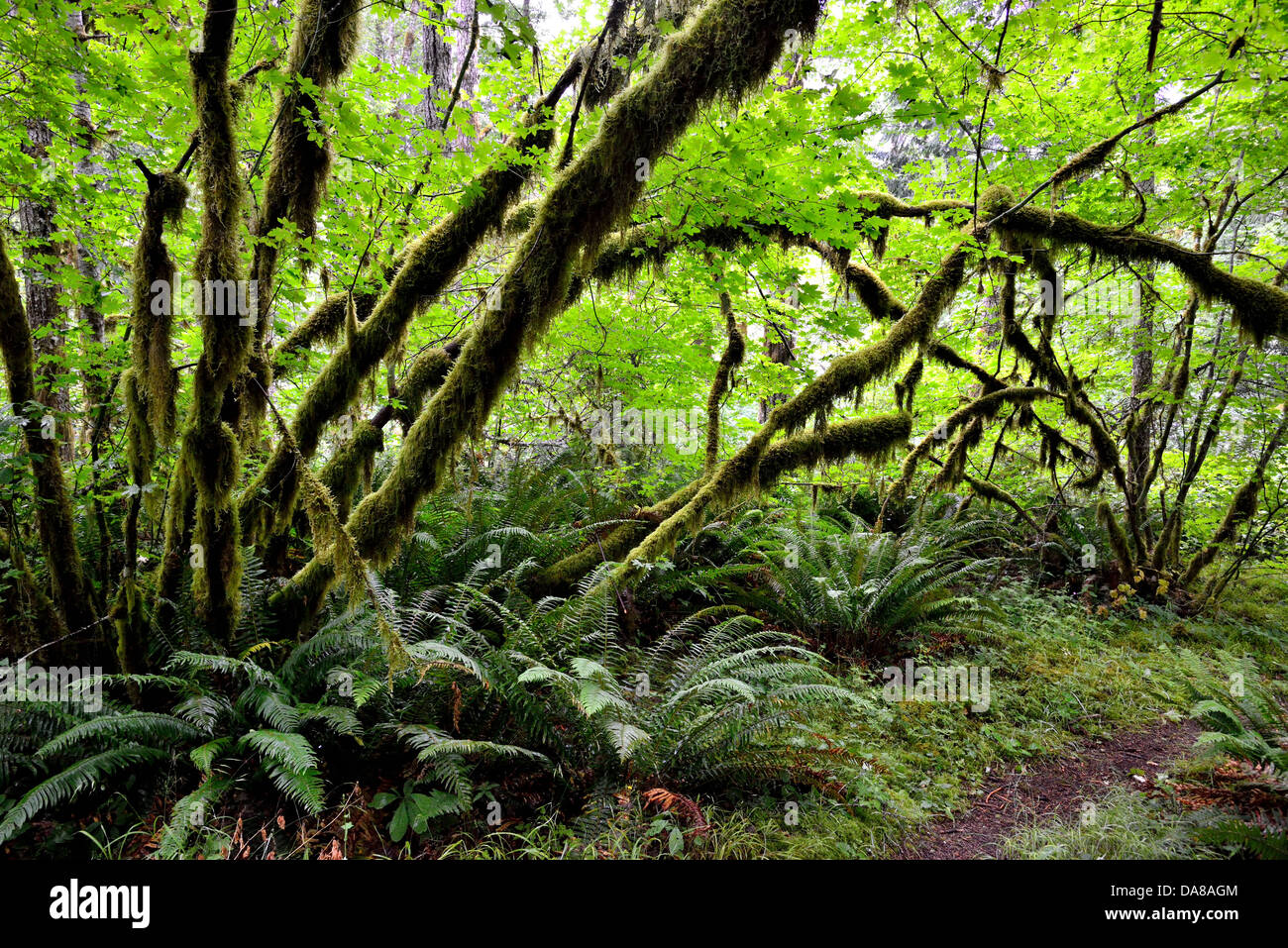 Moos bedeckt Bäume im Regenwald des Pazifischen Nordwestens. Olympic Nationalpark, Washington, USA. Stockfoto