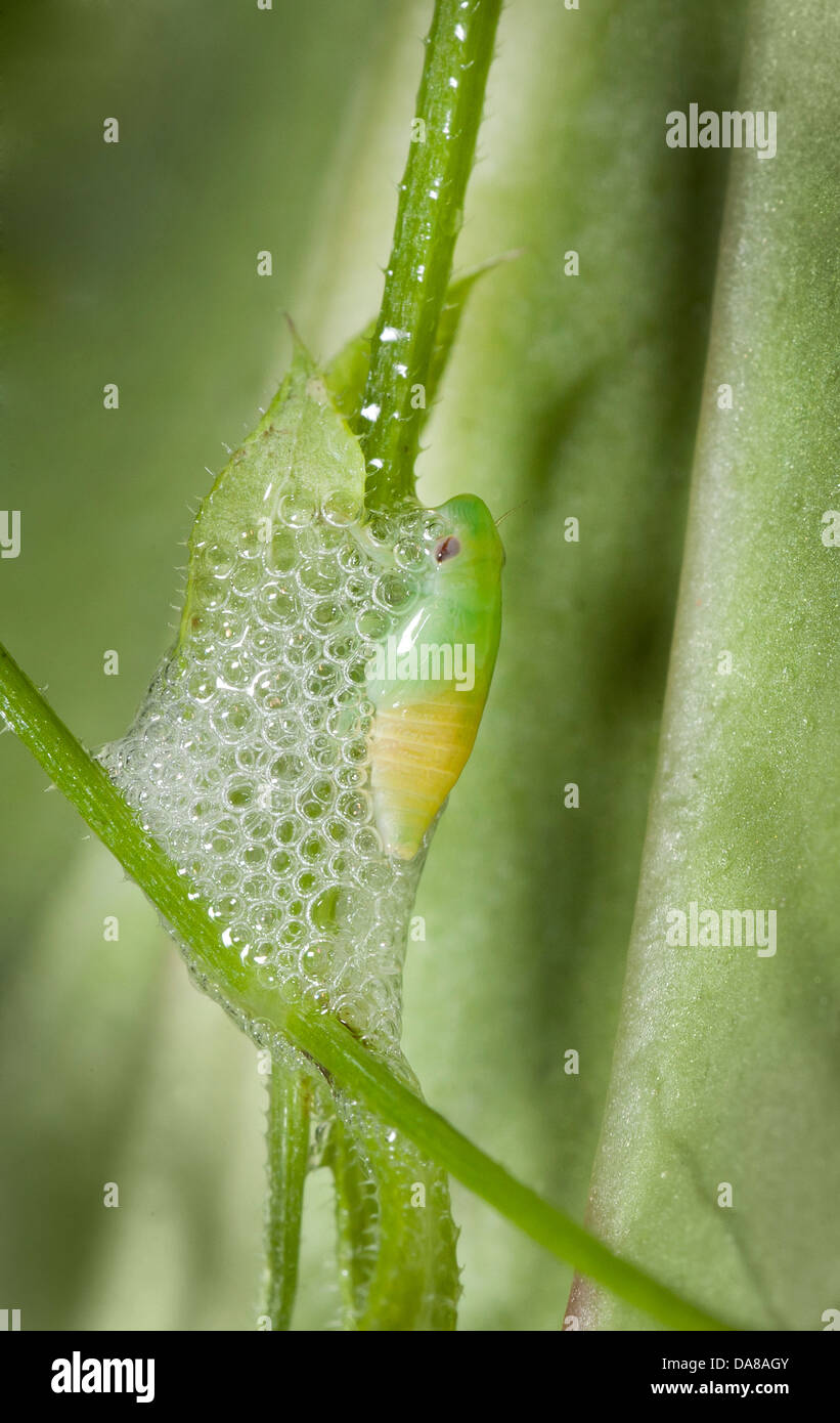 Nymphal Form von Spittlebug umhüllt von Schaum für Schutz und Feuchtigkeit Stockfoto