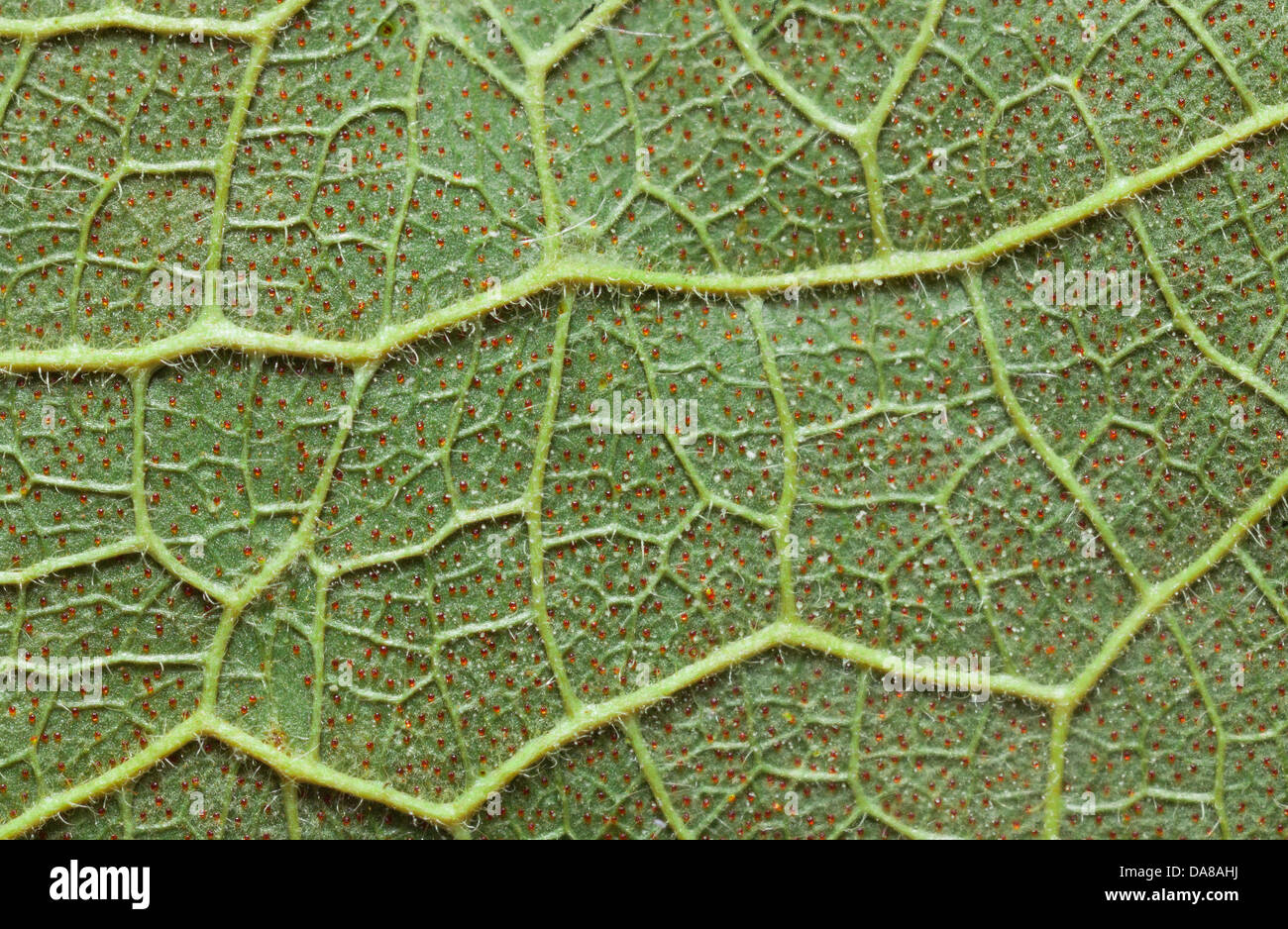 Glanduläre Blatt Unterseite hohe Makroaufnahme zeigen Venenstruktur Stockfoto