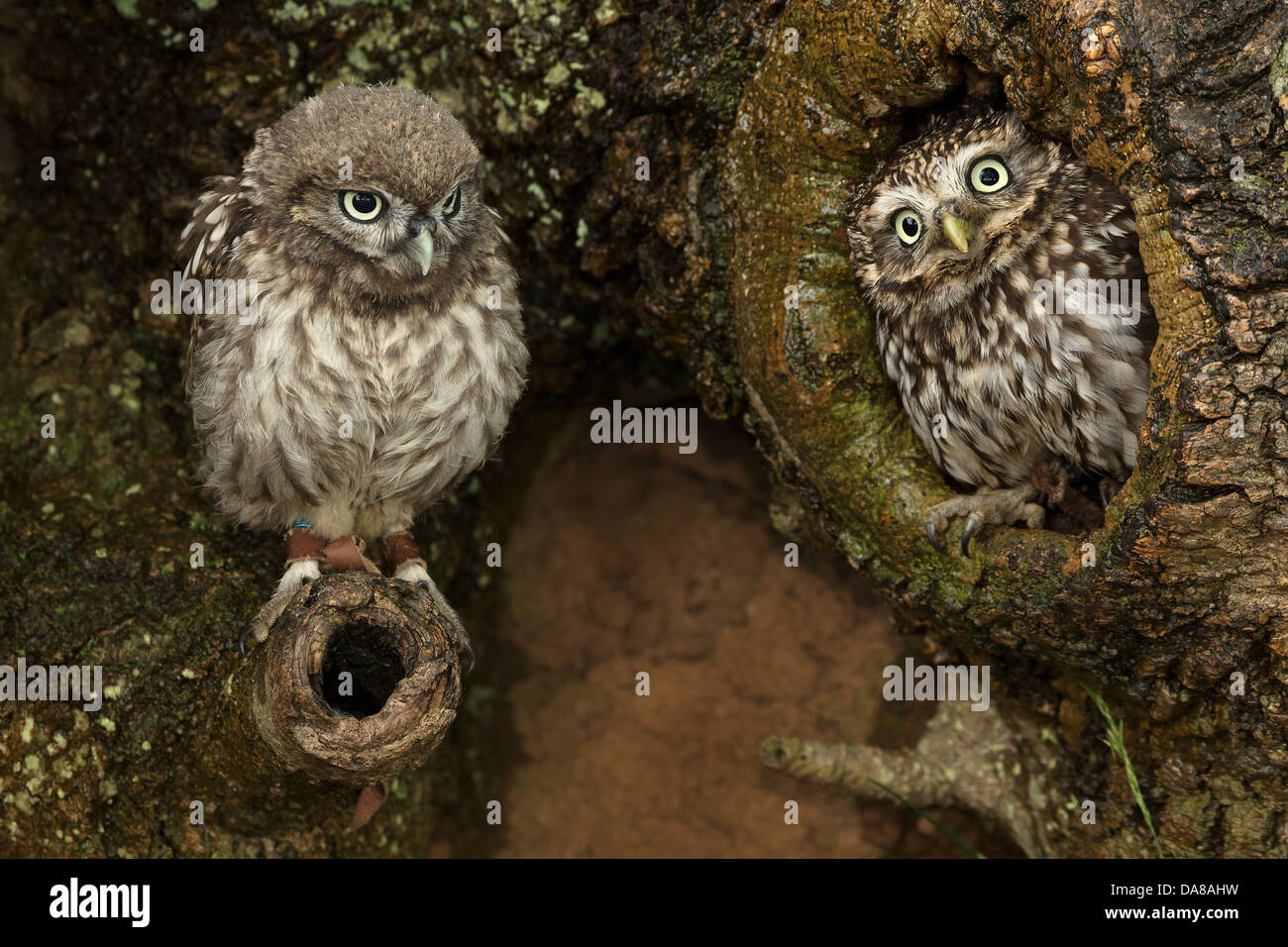 Paar kleine Eulen (Athene Noctua) auf Baumstamm Stockfoto