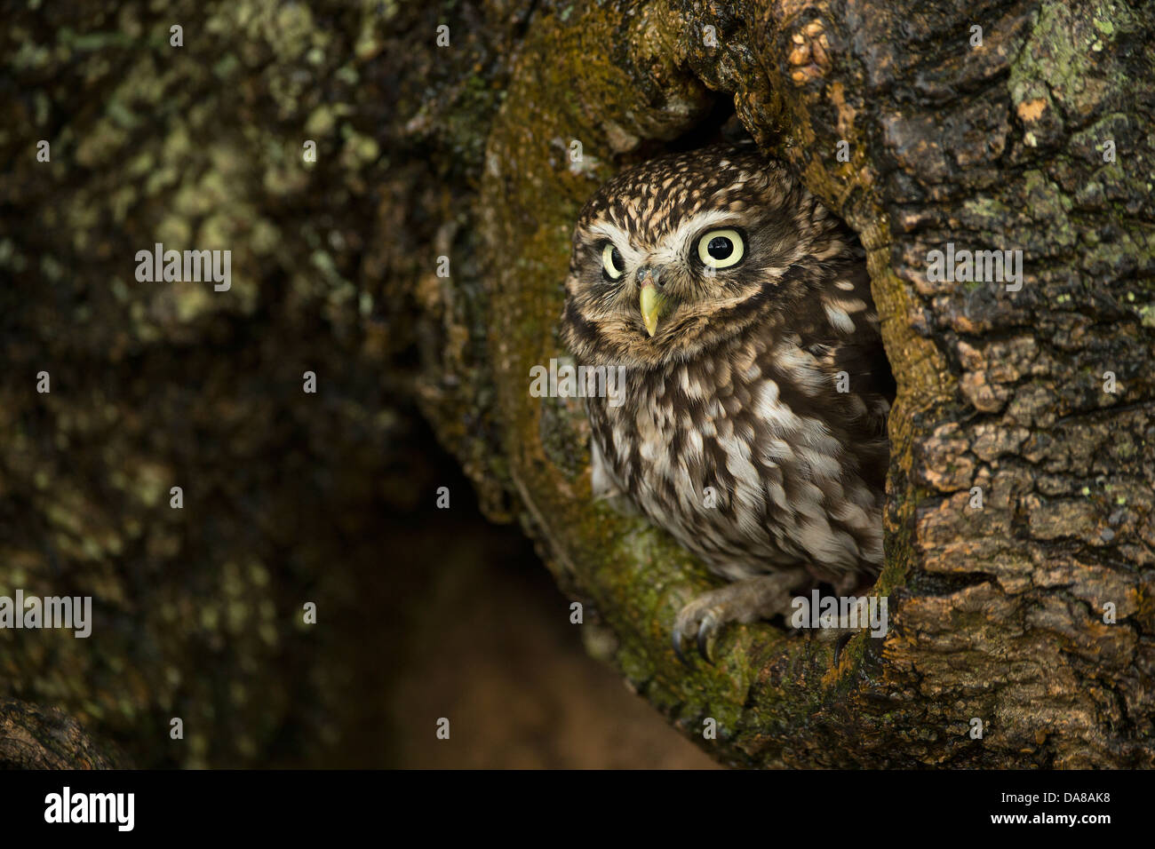 Steinkauz (Athene Noctua) peering von Nest Loch im Baumstamm Stockfoto