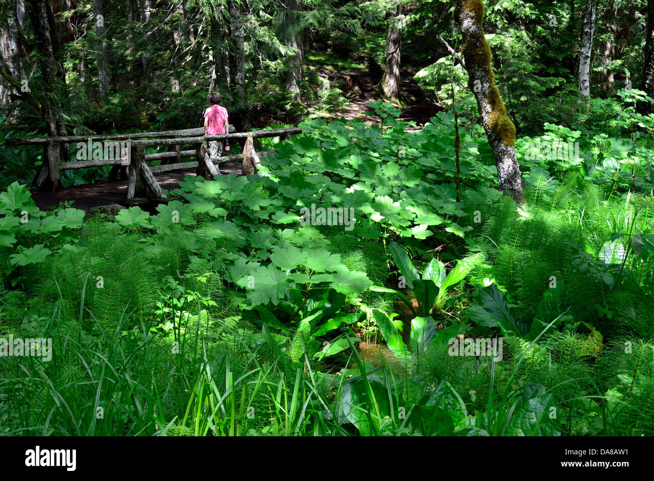 Eine Frau zu Fuß auf einer Holzbrücke im Regenwald. Mount Rainier Nationalpark, Washington, USA. Stockfoto