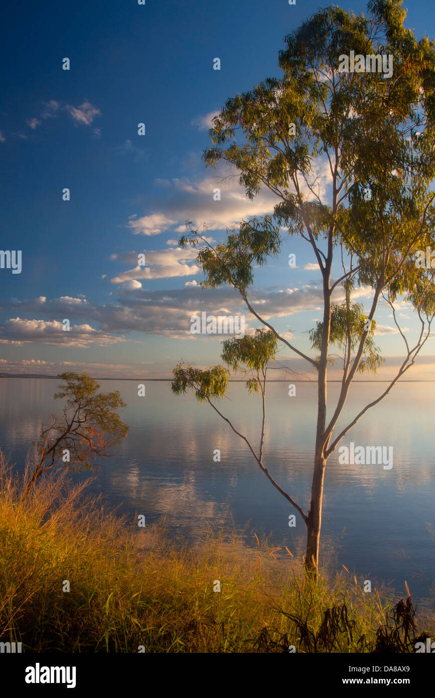 Eukalyptus / gum Bäumen am Ufer des Lake Maraboon bei Sonnenuntergang in der Nähe von Emerald Central Queensland Australia Stockfoto