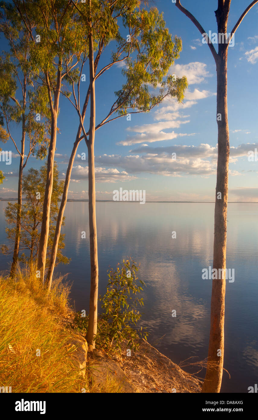 Eukalyptus / gum Bäumen am Ufer des Lake Maraboon bei Sonnenuntergang in der Nähe von Emerald Central Queensland Australia Stockfoto